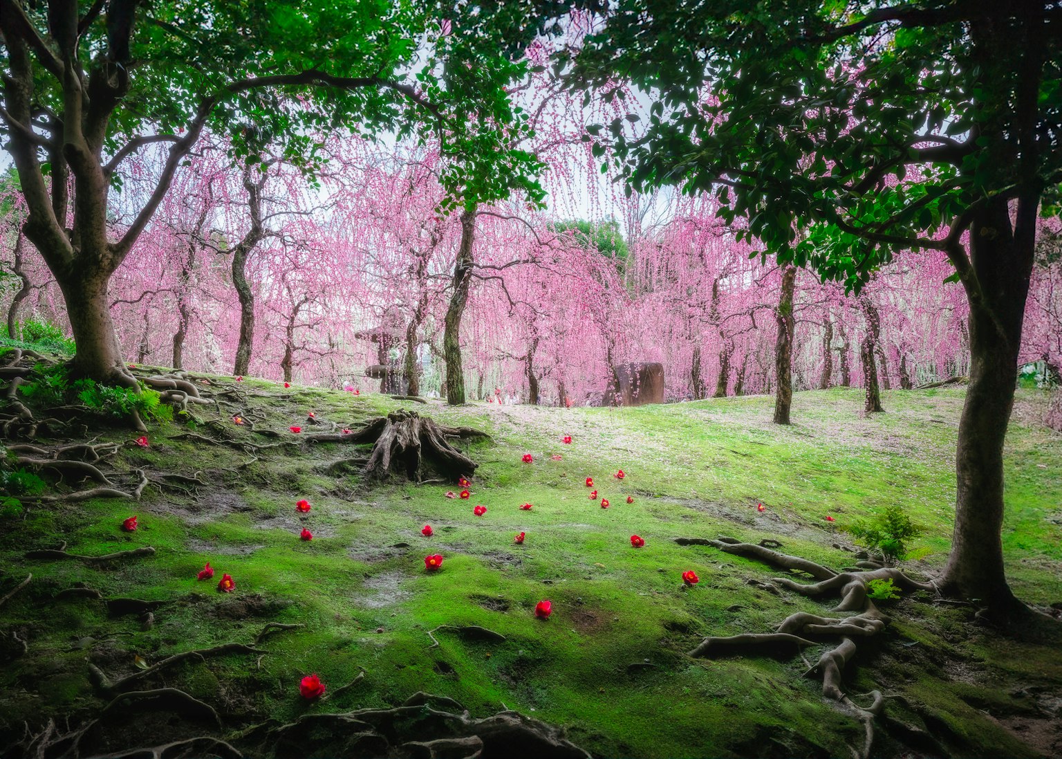 Pemandangan taman yang indah dengan pohon sakura dan lumut hijau subur