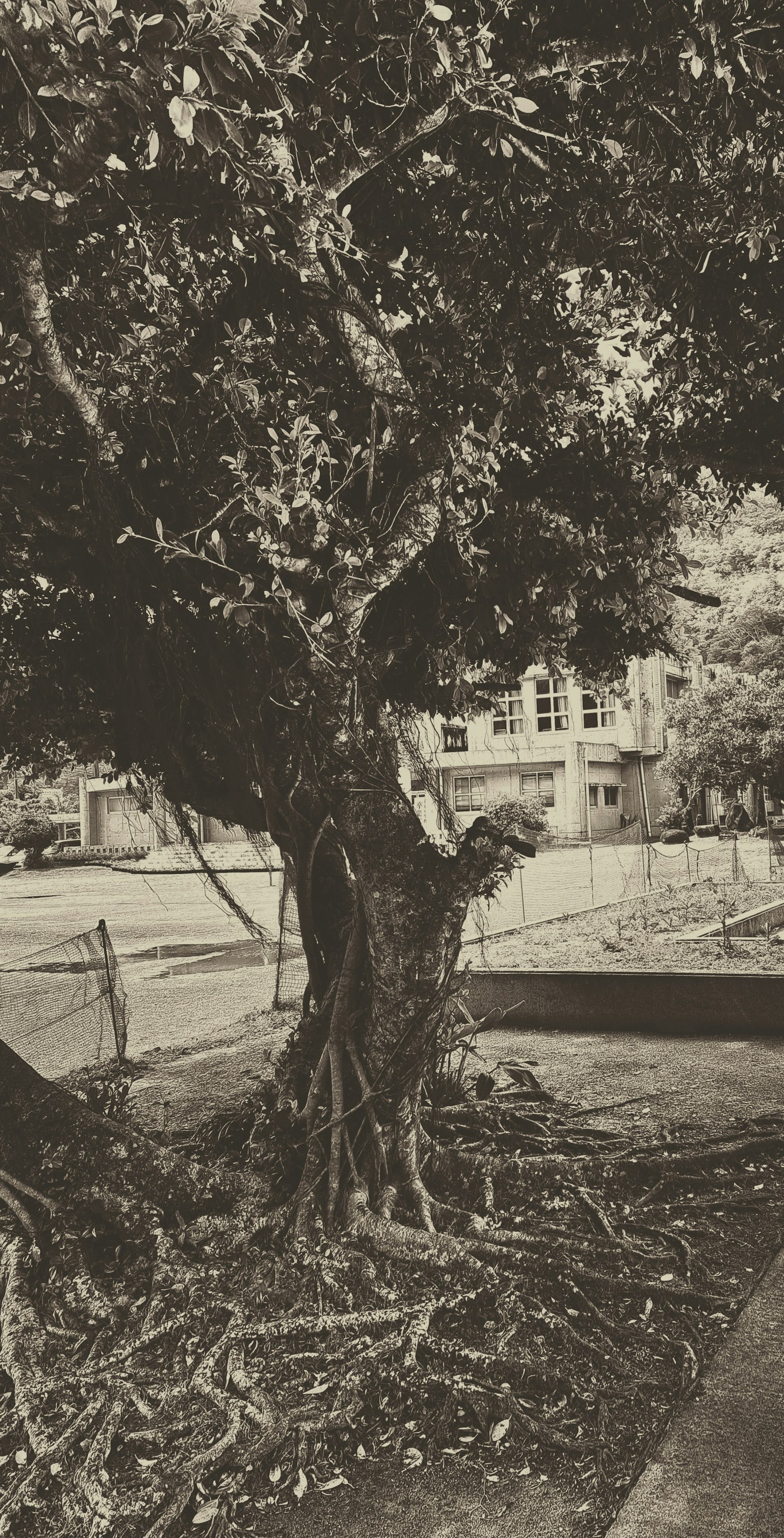 Photo en noir et blanc d'un grand arbre et de son paysage environnant