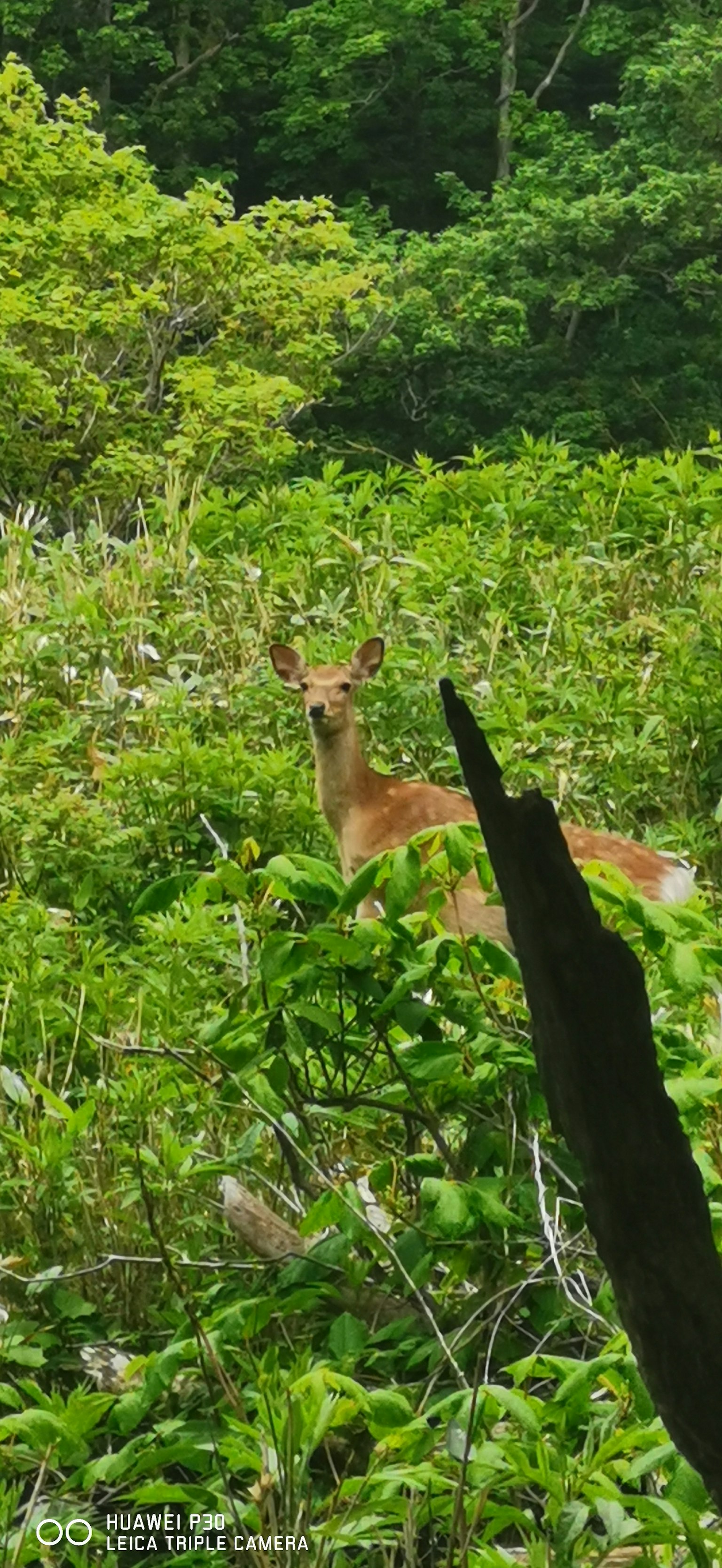 A deer peeking through lush green foliage in a forest