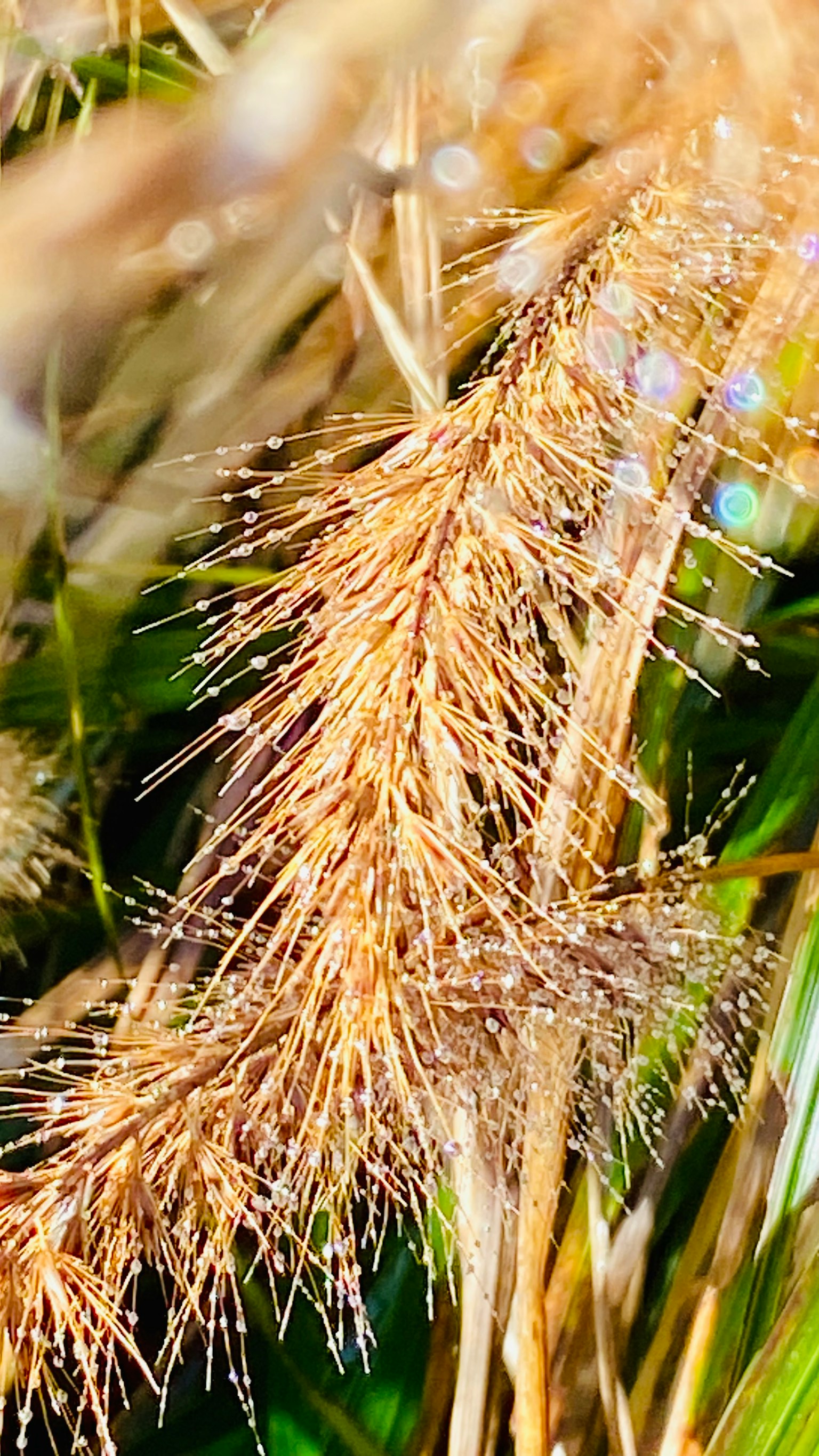 Gros plan sur des épis d'herbe dorés brillant au soleil
