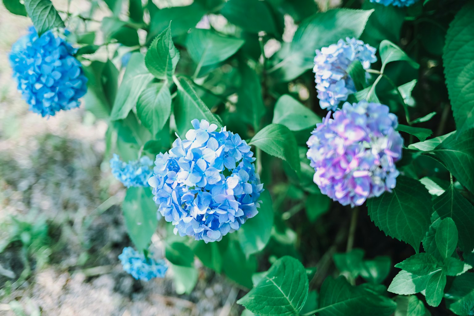 Bunga hortensia biru dan ungu mekar di antara daun hijau