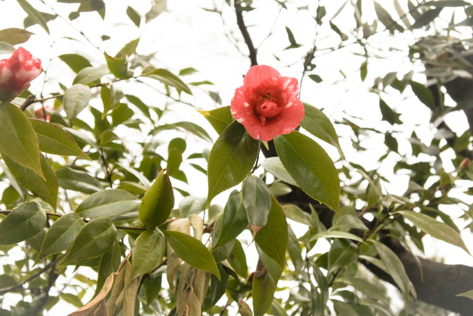 Rama de camelia con flor roja y hojas verdes