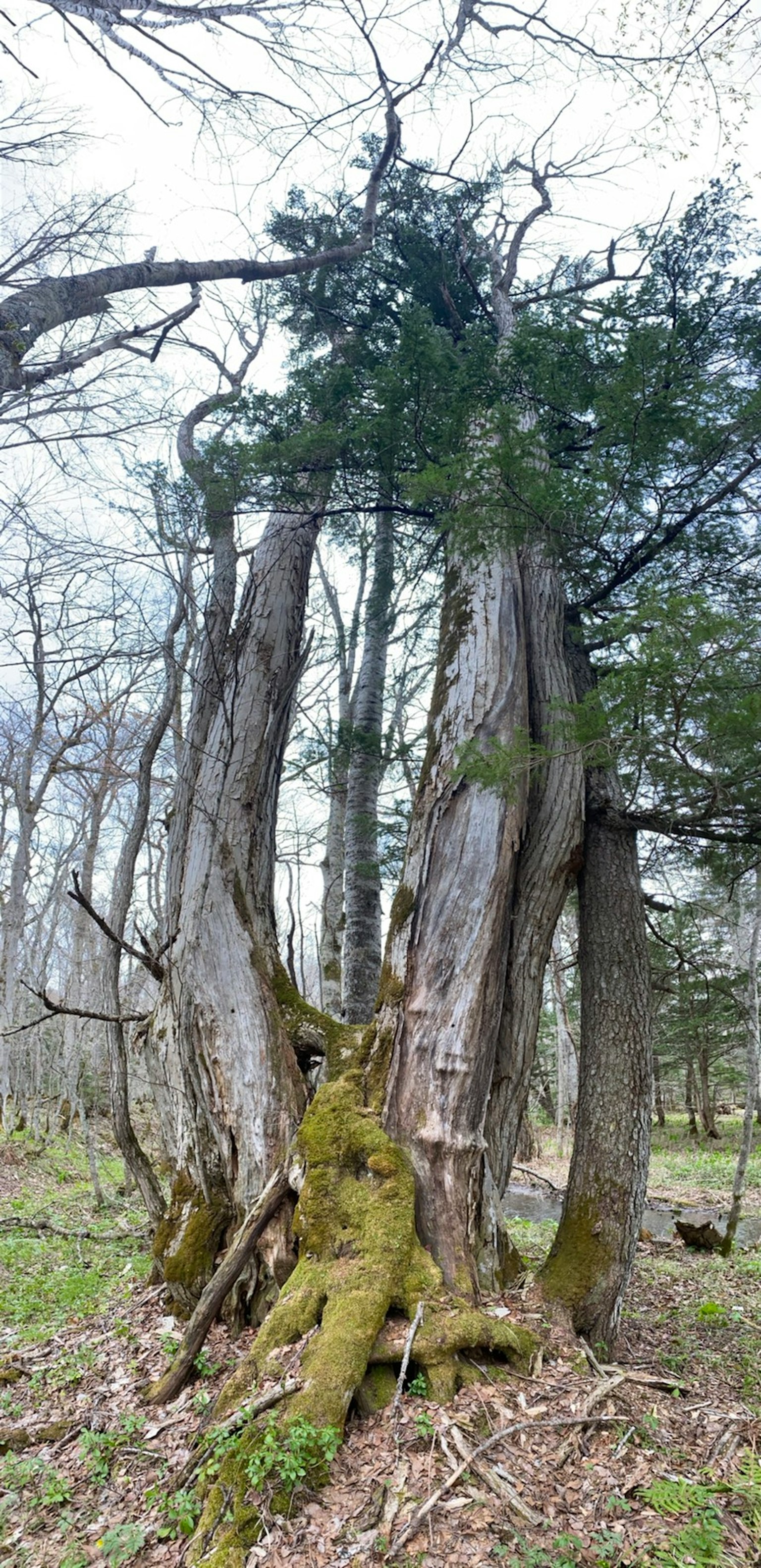 Un albero antico con tronco coperto di muschio e rami in un ambiente forestale