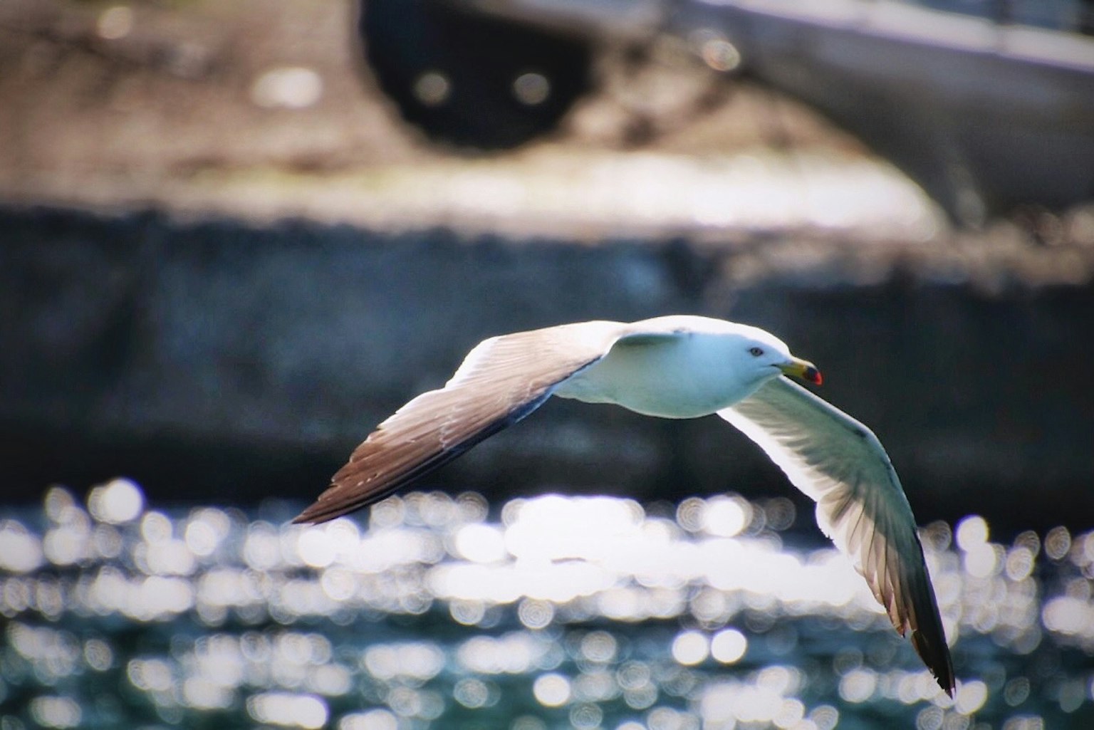 Möwe fliegt über schimmernde Wasseroberfläche