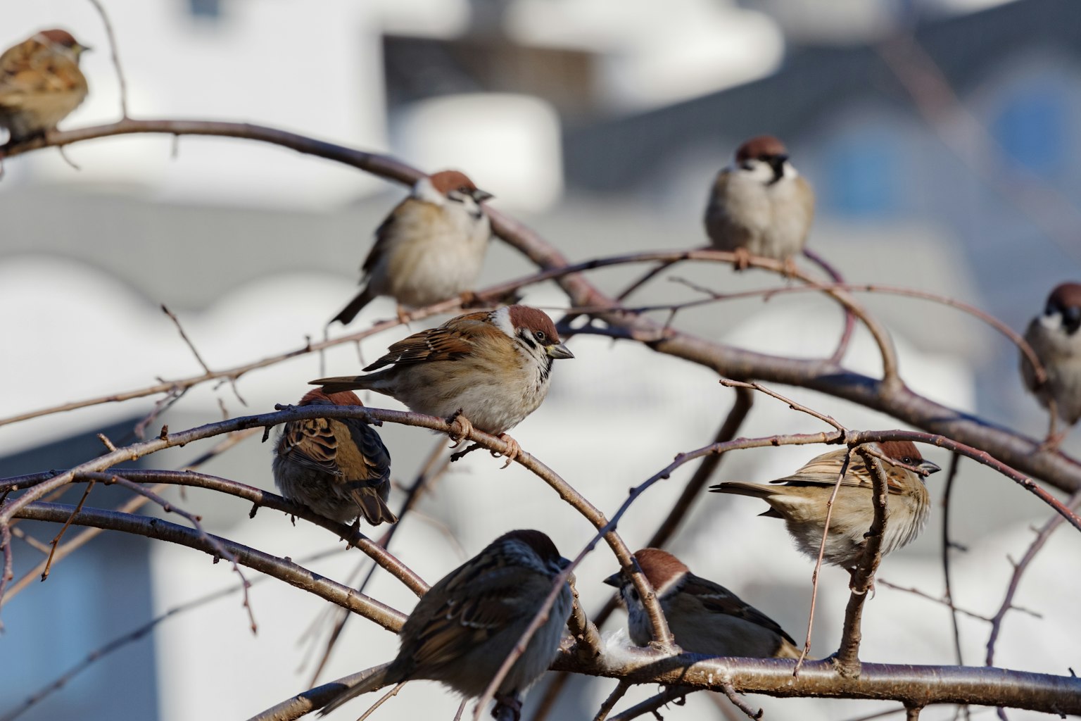 A flock of sparrows perched on tree branches with blurred buildings in the background