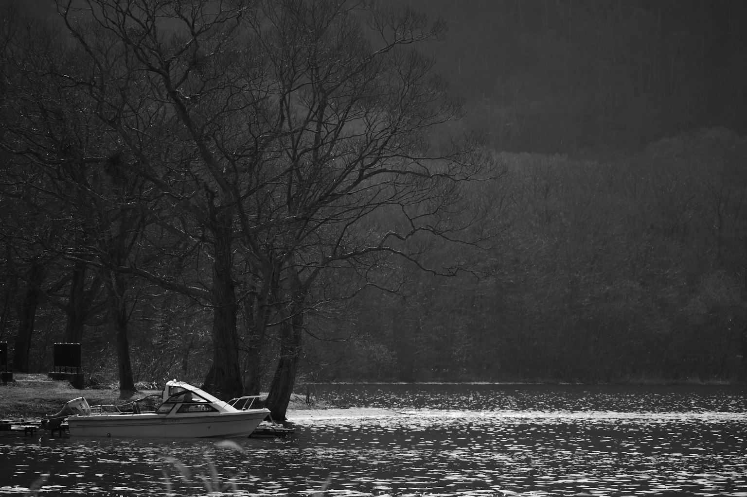 Photo en noir et blanc d'arbres au bord d'un lac calme avec un petit bateau