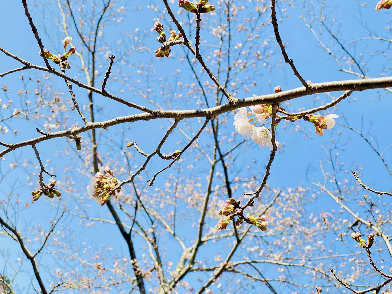 Flores de cerezo y ramas delgadas contra un cielo azul