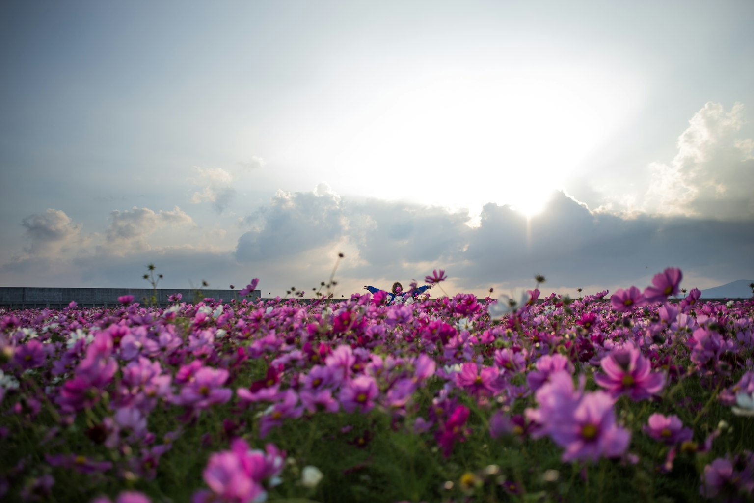 Colorful flower field under the clouds and sunlight