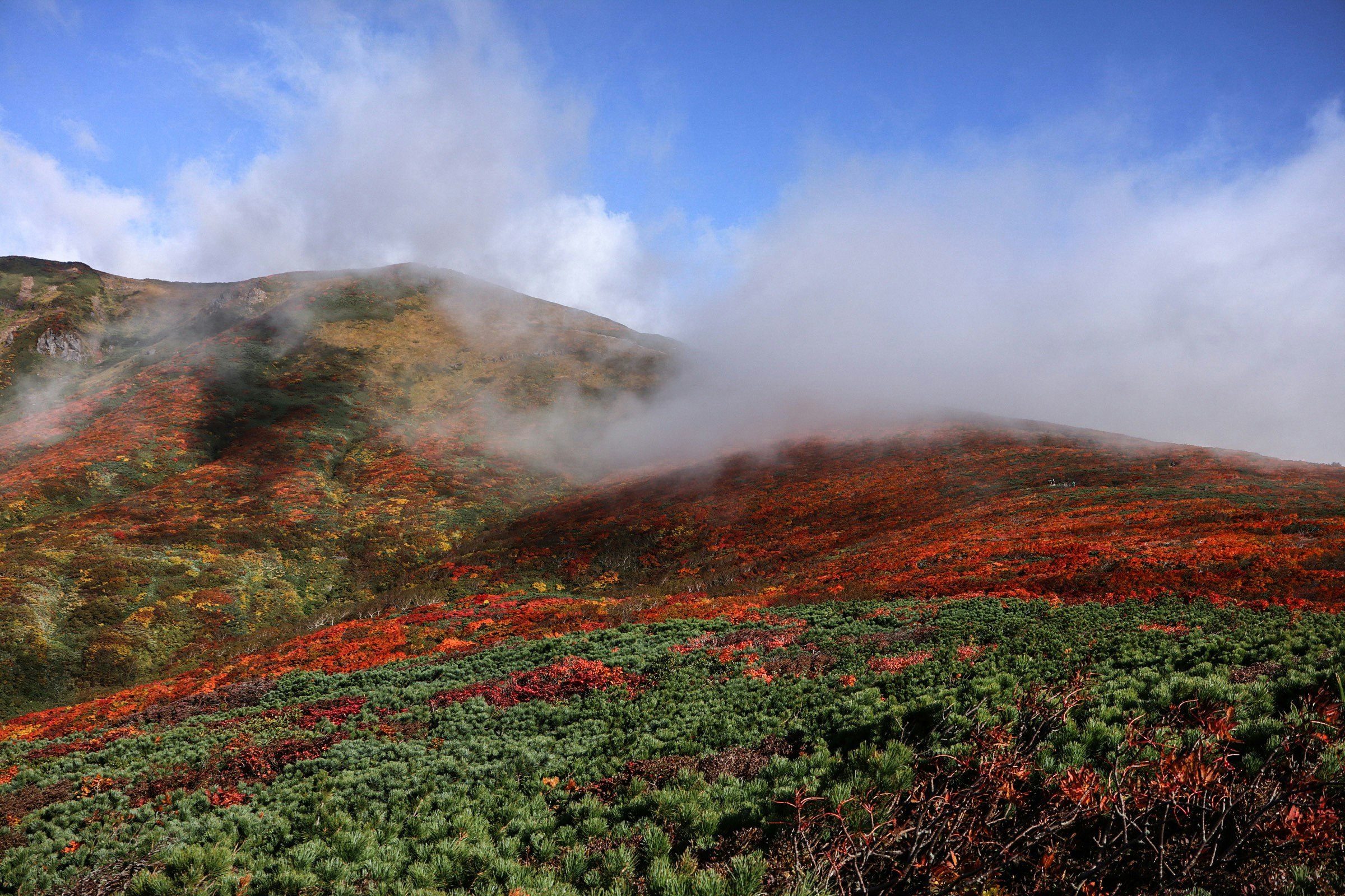 霧のかかった山肌に広がる草花の群生