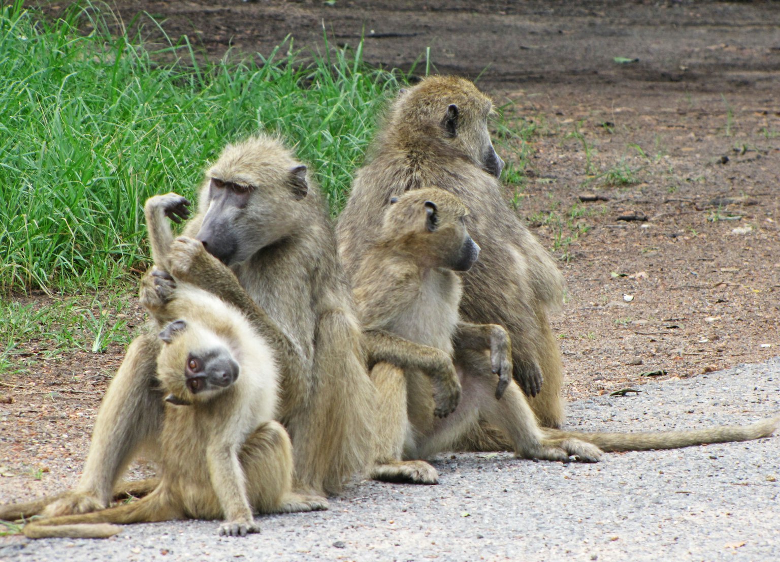Immagine di un gruppo di babbuini seduti a bordo strada con una madre e il suo cucciolo nelle vicinanze