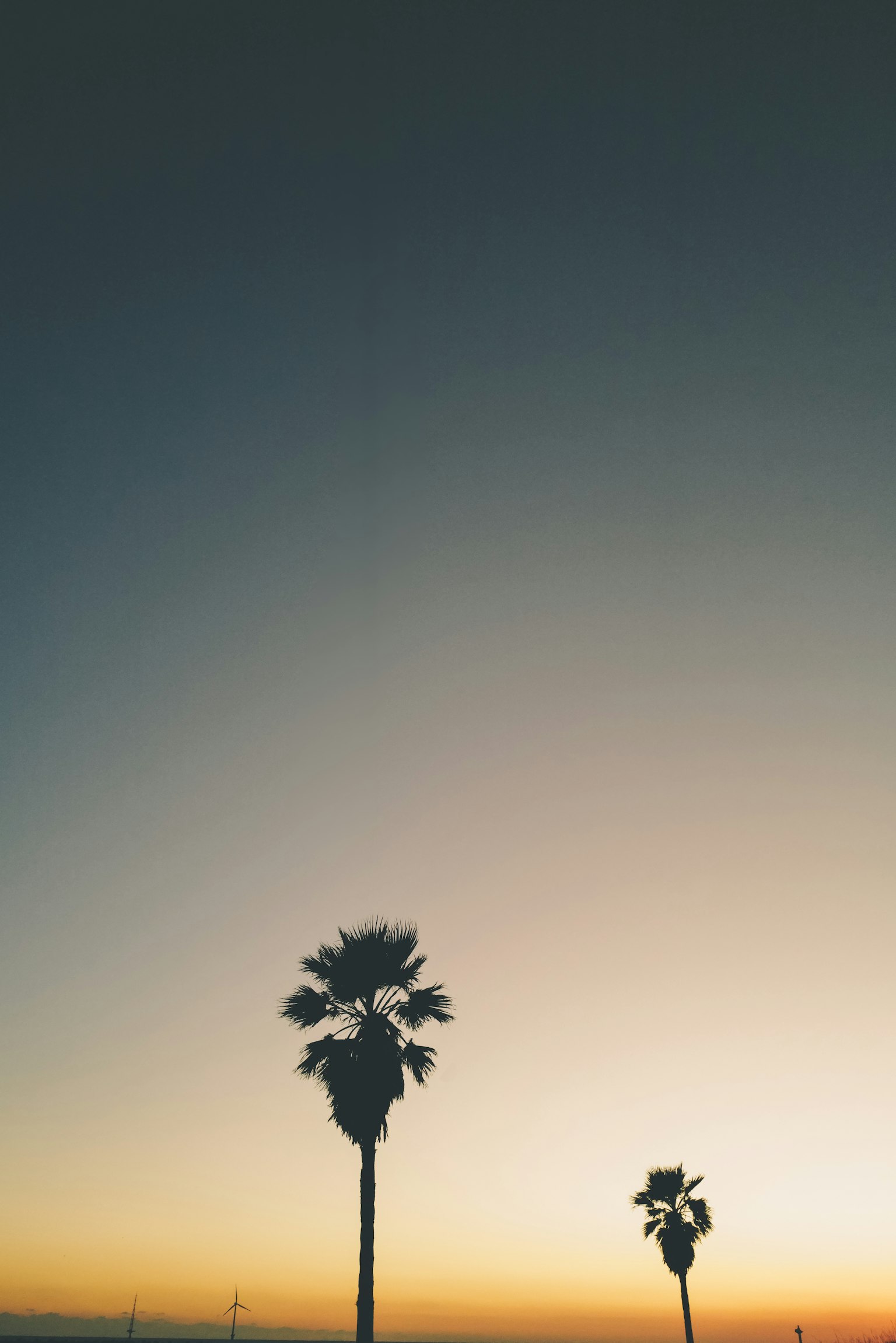 Silhouette di palme contro un cielo al tramonto