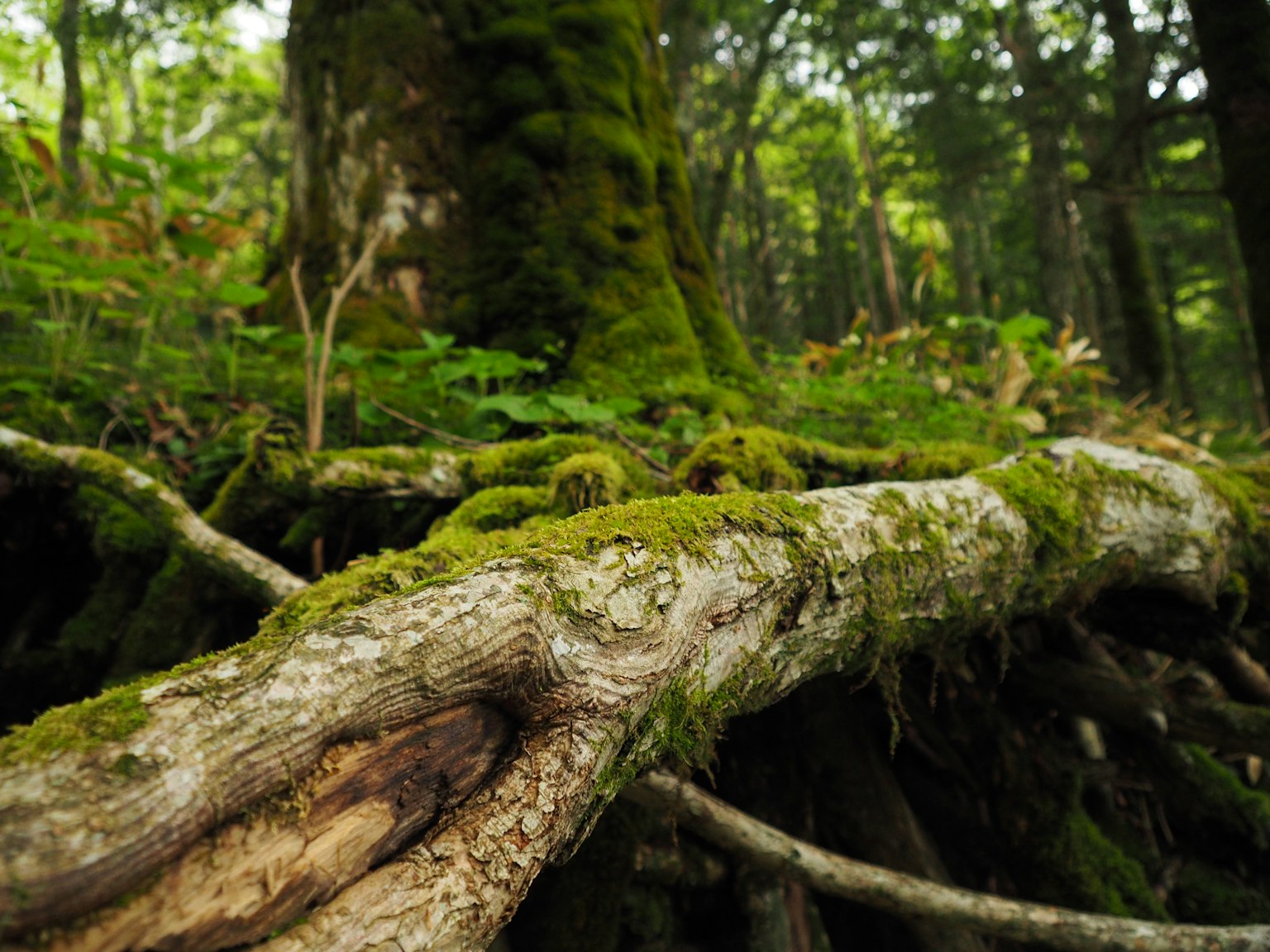 Tronco d'albero coperto di muschio e radici in una foresta lussureggiante