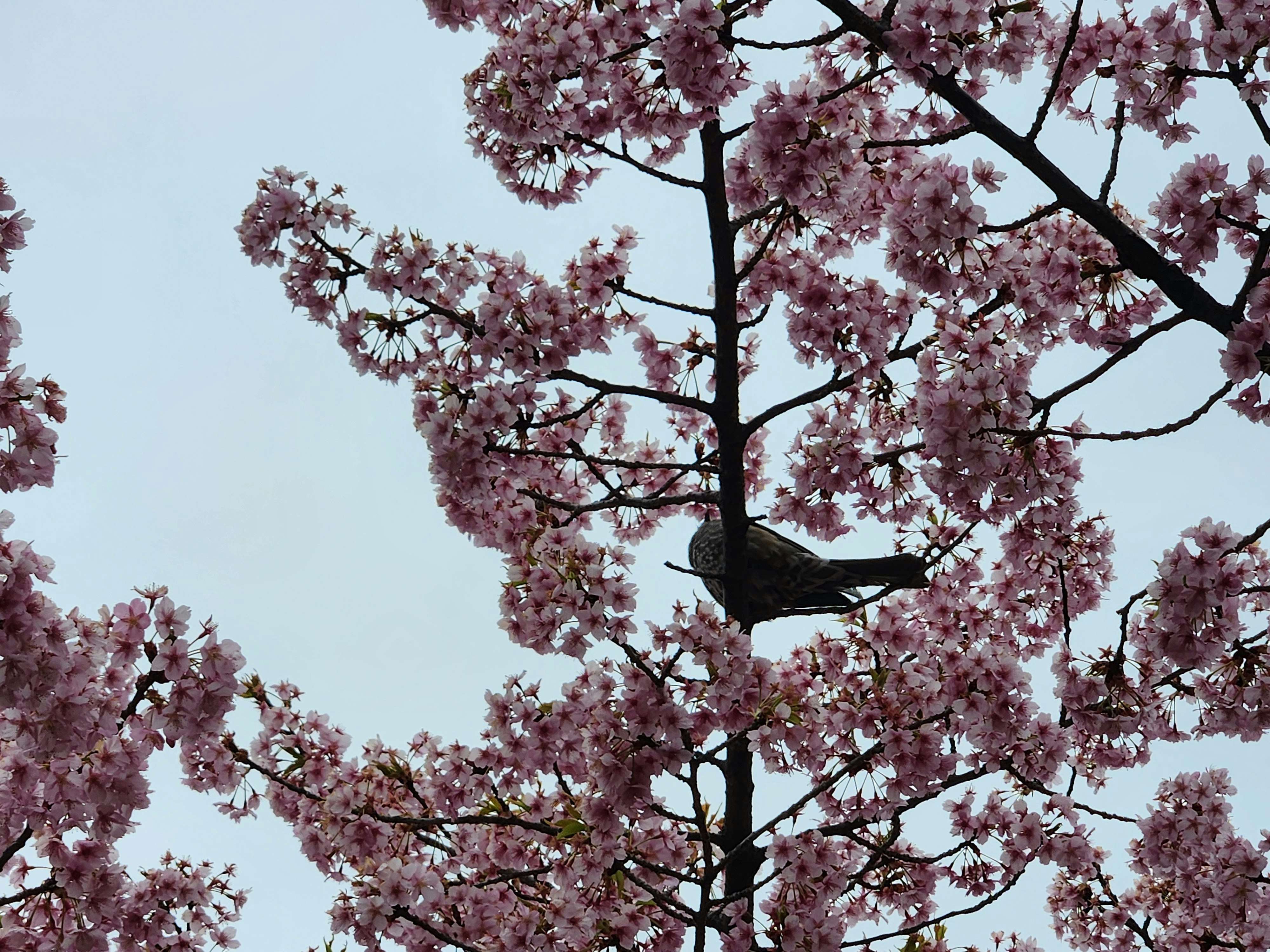 河津桜のピンクの花が咲く春空の下の枝