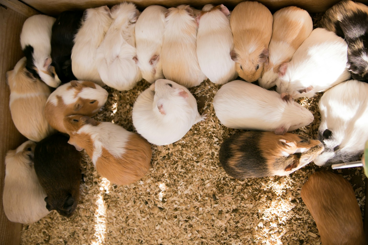 A group of guinea pigs resting on bedding in a box