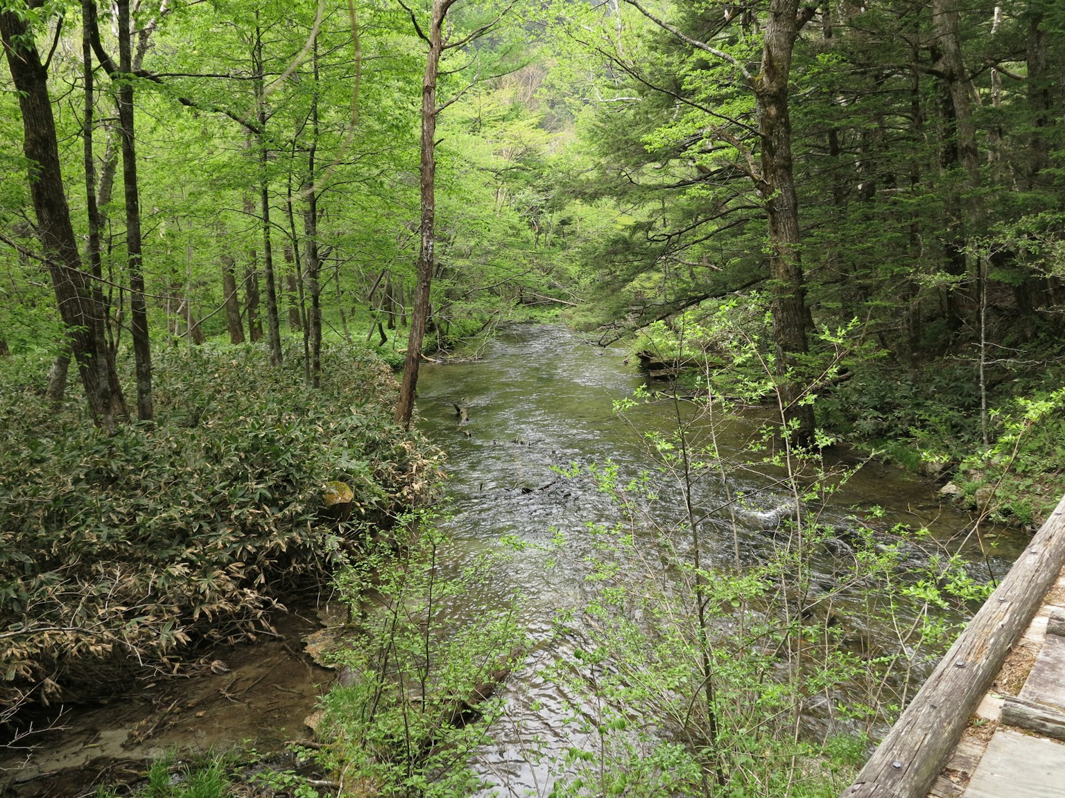 Vue pittoresque d'un ruisseau traversant une forêt verdoyante
