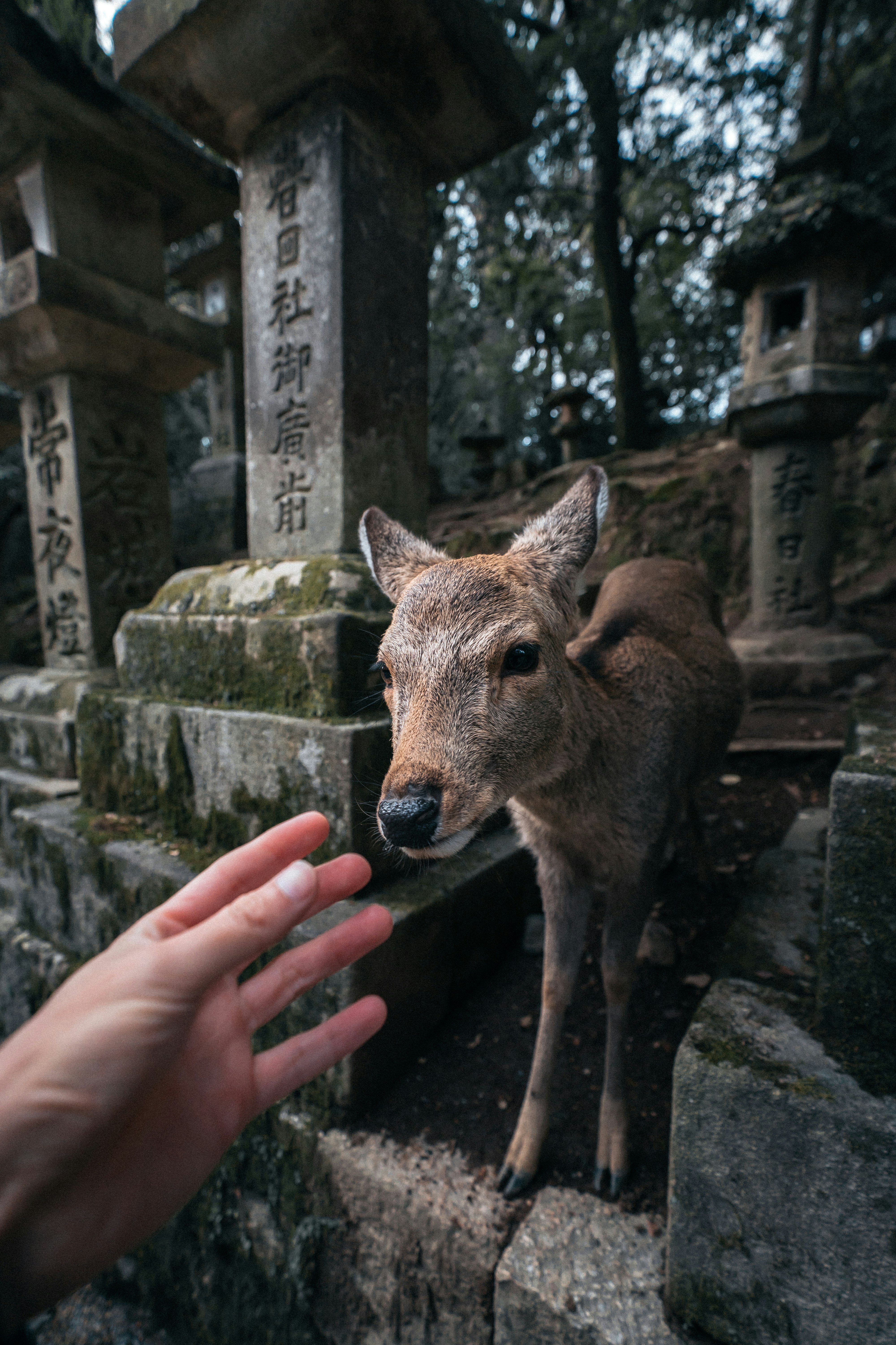 石段の前でこちらを見つめる鹿と手を伸ばす人の気配がある神社の参道