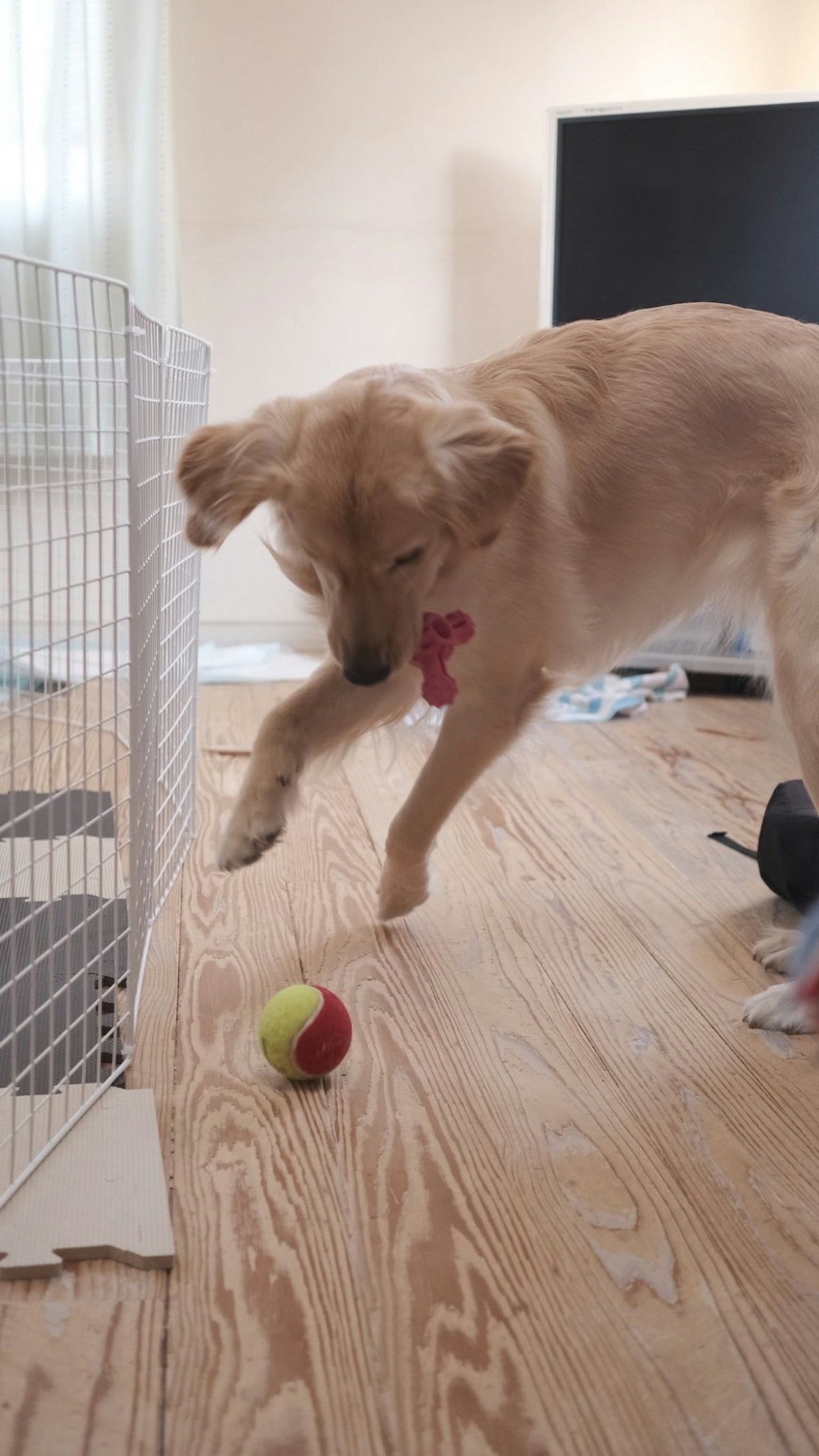 Un perro jugando con una pelota en un entorno interior brillante