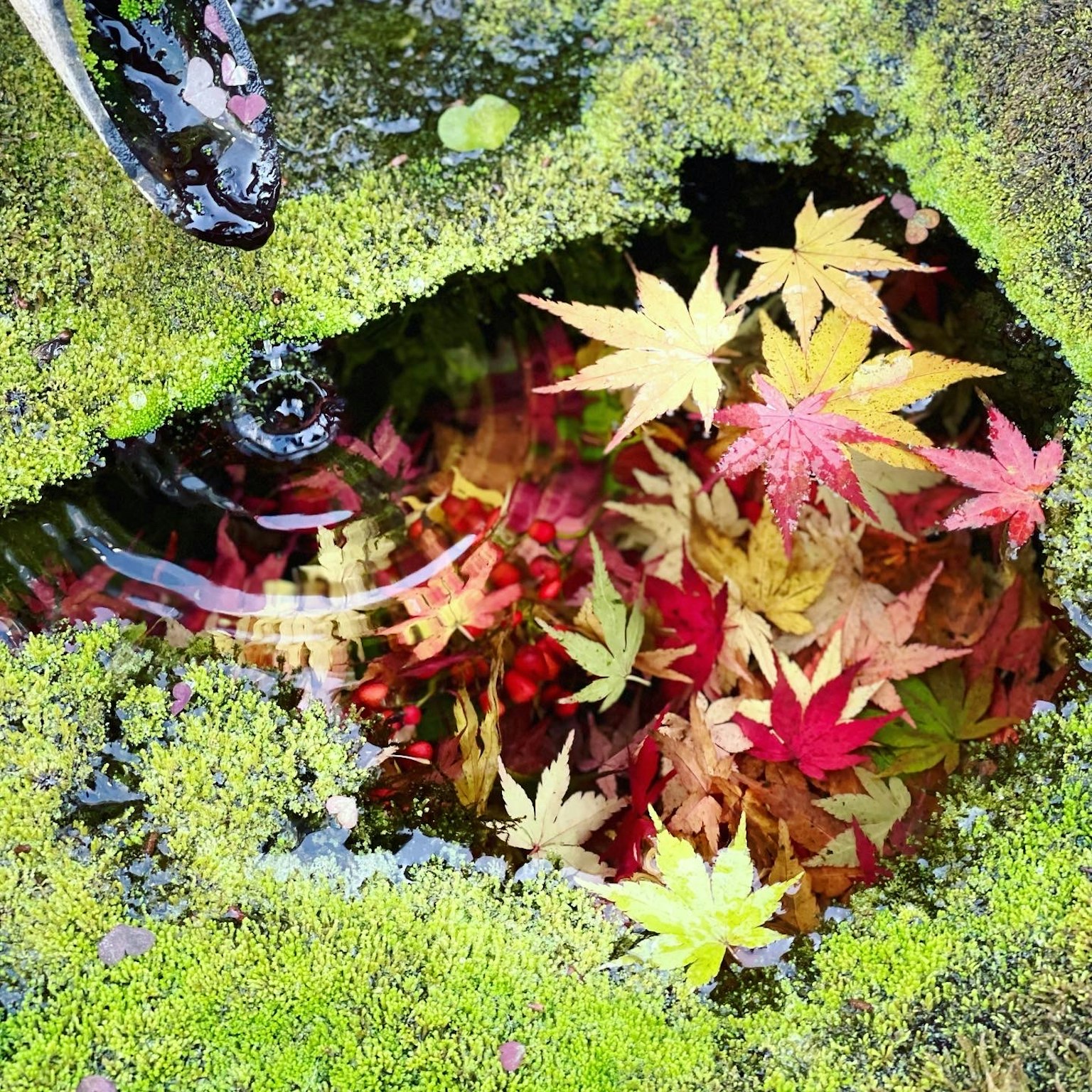Feuilles d'automne colorées flottant sur l'eau entourées de mousse