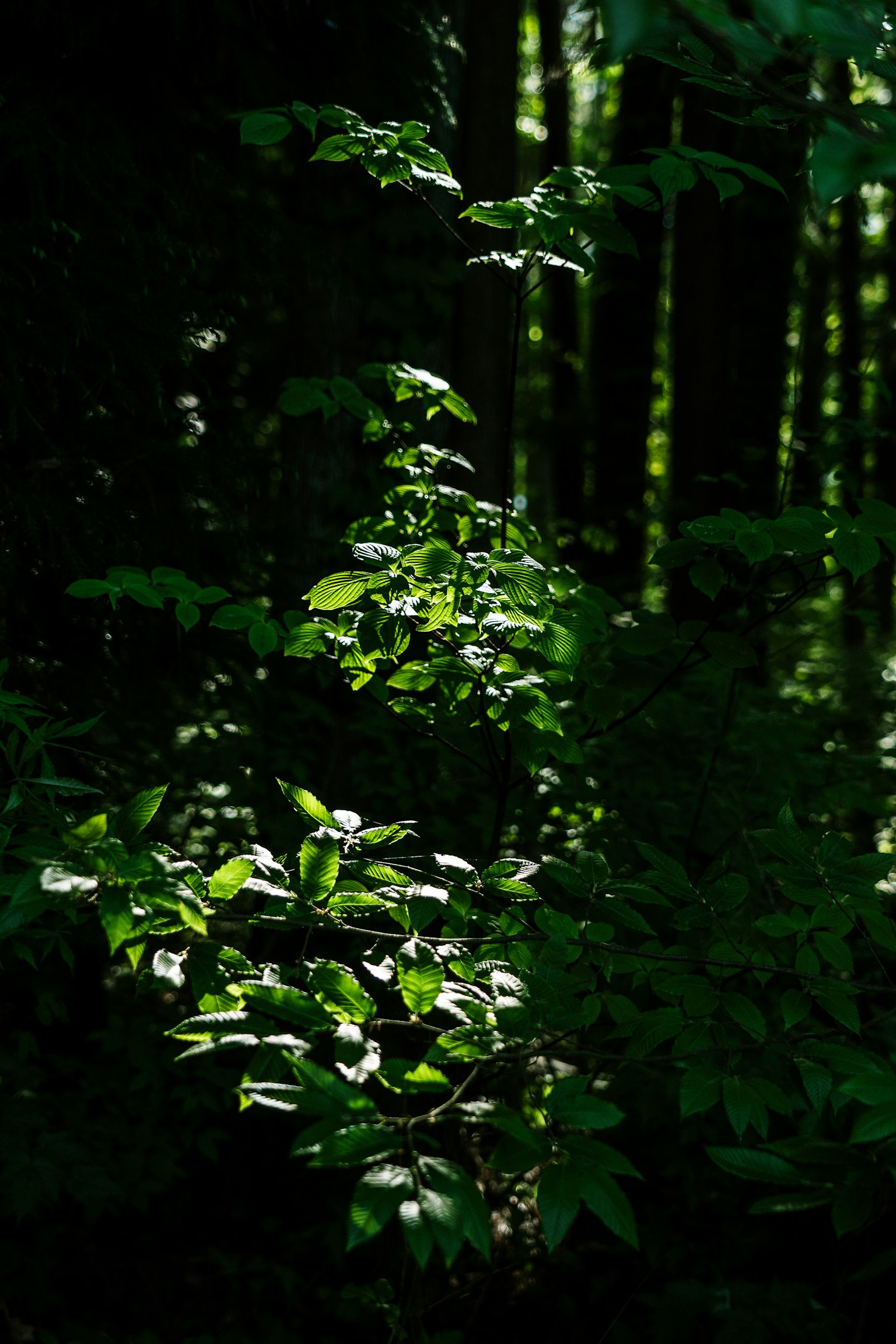 Leuchtende grüne Blätter in einem dunklen Wald