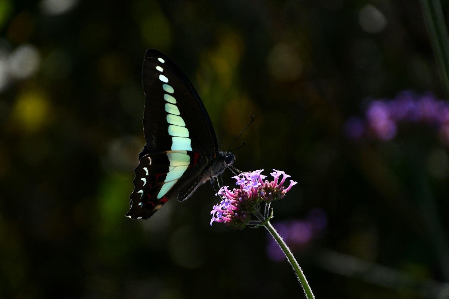 Una farfalla nera che si posa su un fiore viola