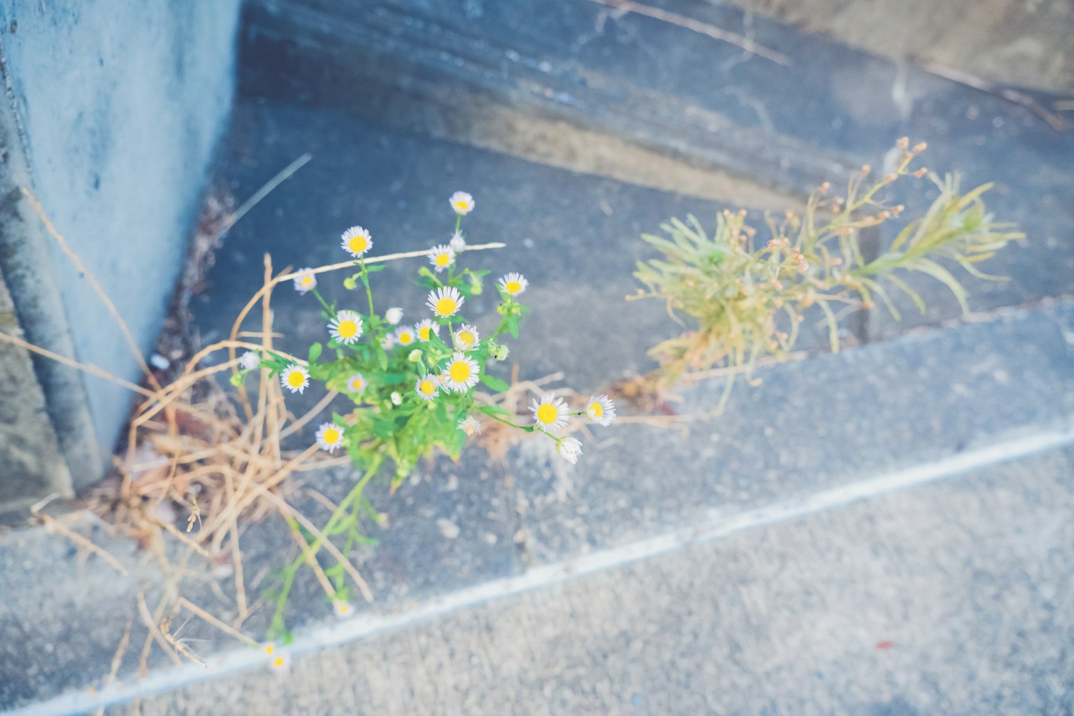 Petites fleurs blanches poussant à travers des fissures de béton avec de l'herbe sèche