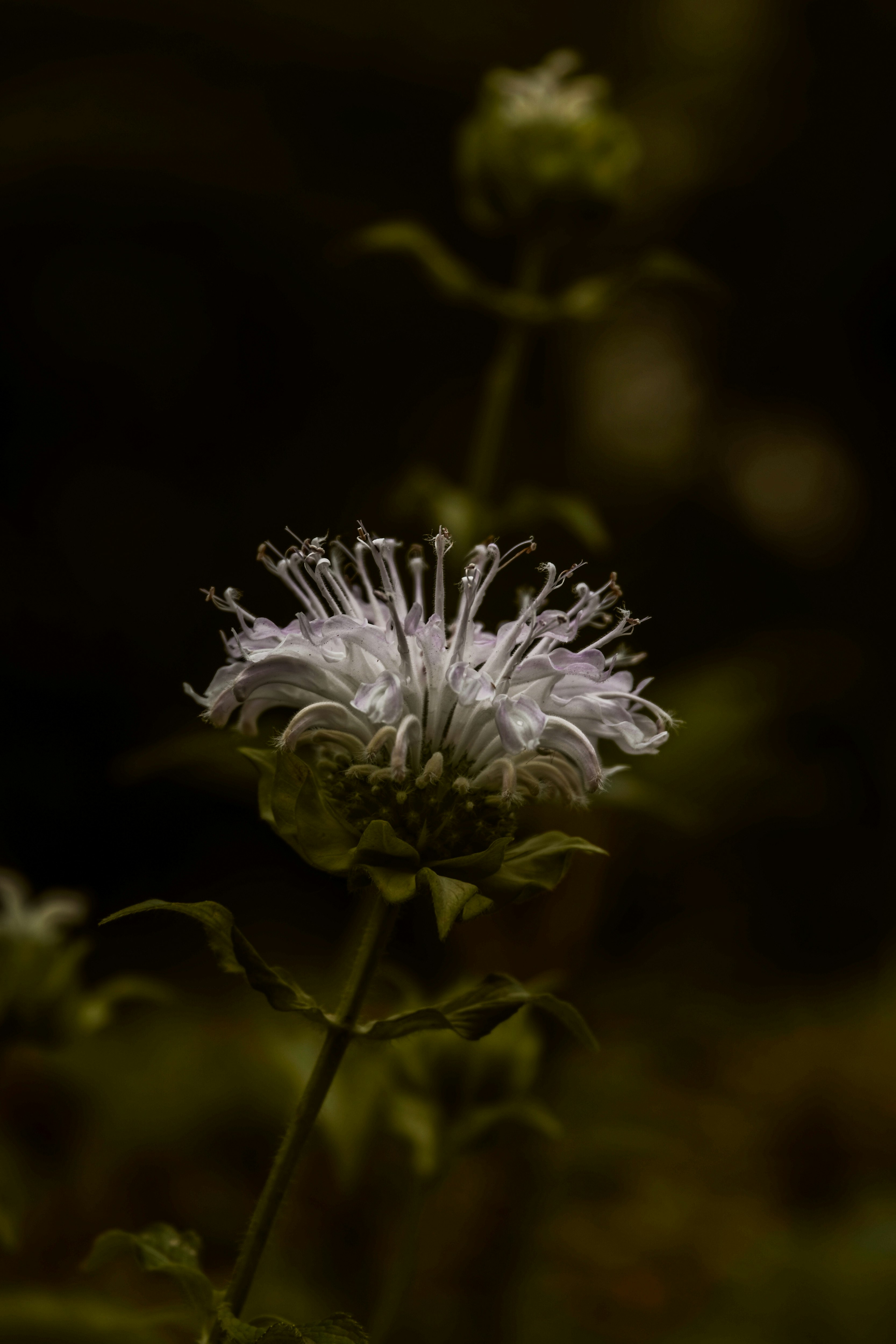 ヤグルマハッカの花のクローズアップ