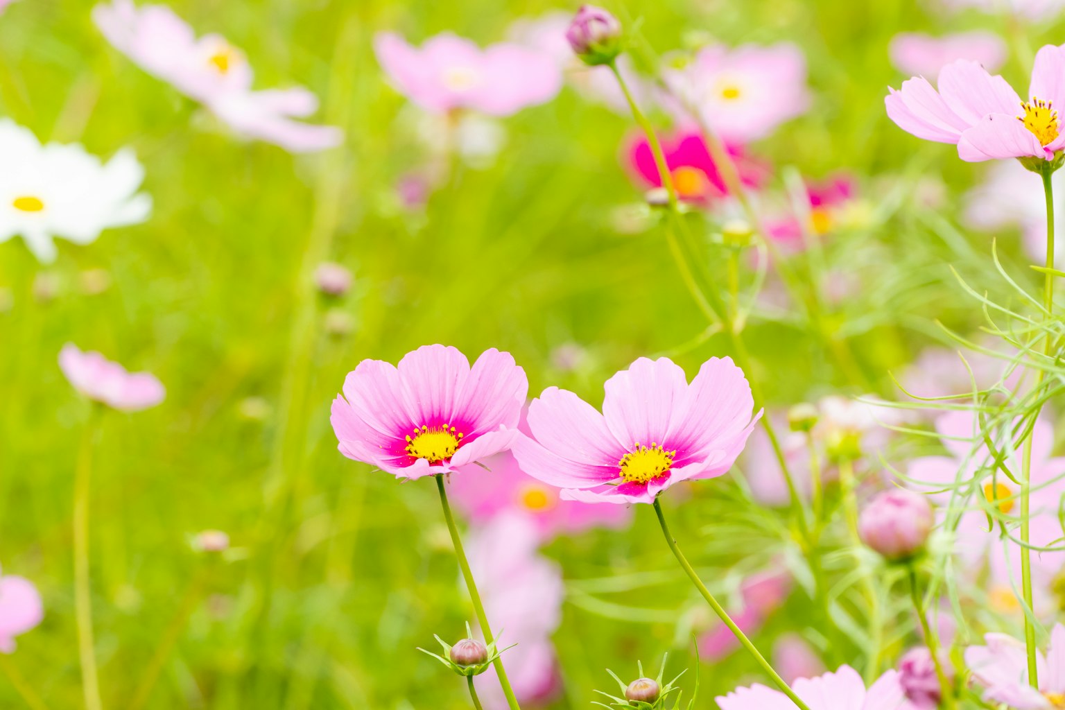 Bunga cosmos pink mekar di padang rumput berwarna-warni