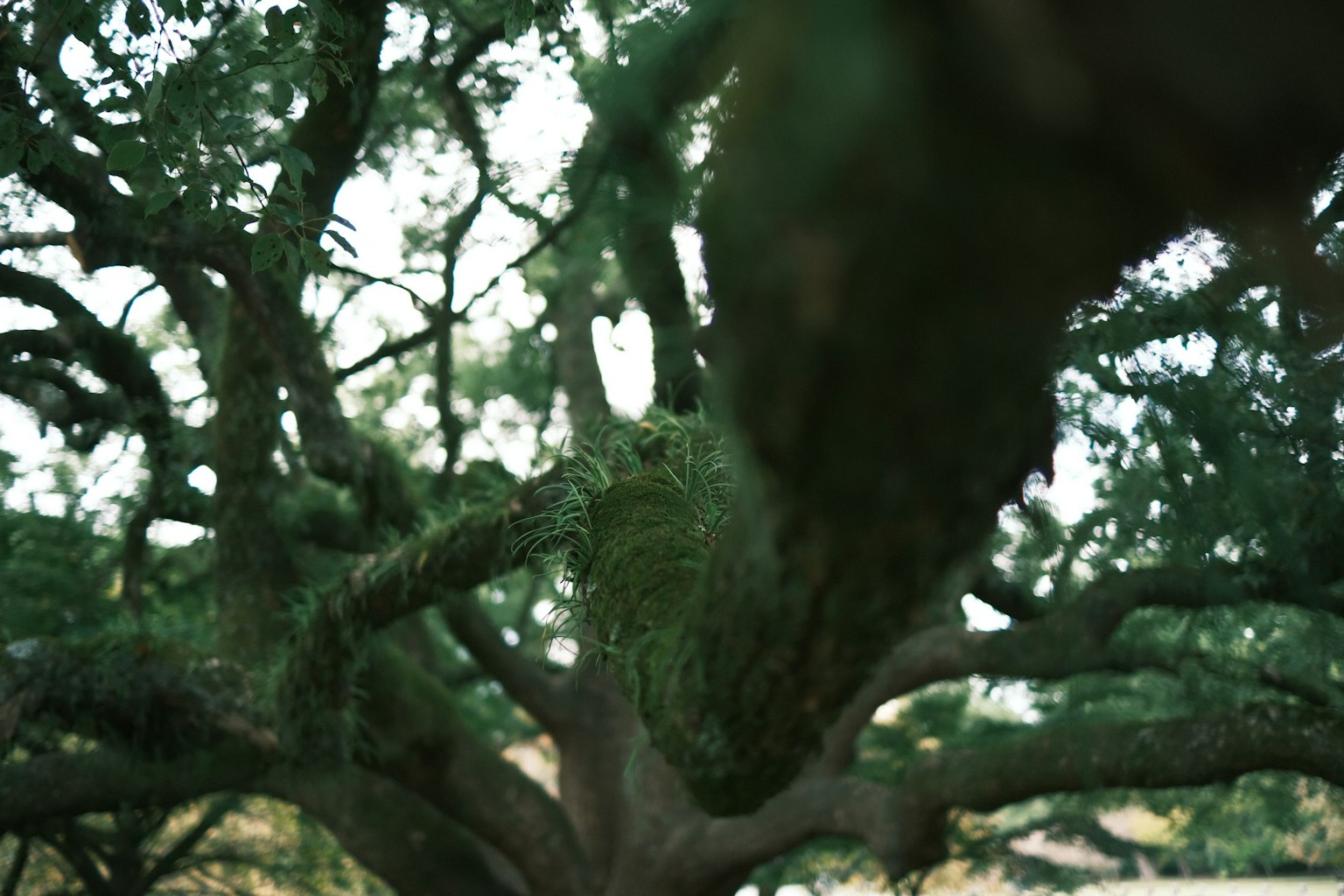 Gros plan sur une grande branche d'arbre verte avec des feuilles luxuriantes en arrière-plan