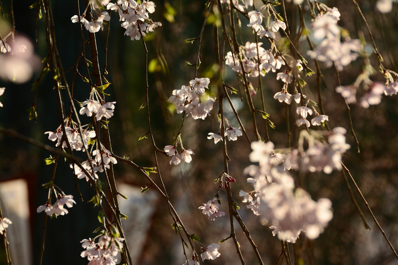 Delicate fiori rosa sospesi dai rami nella luce soffusa
