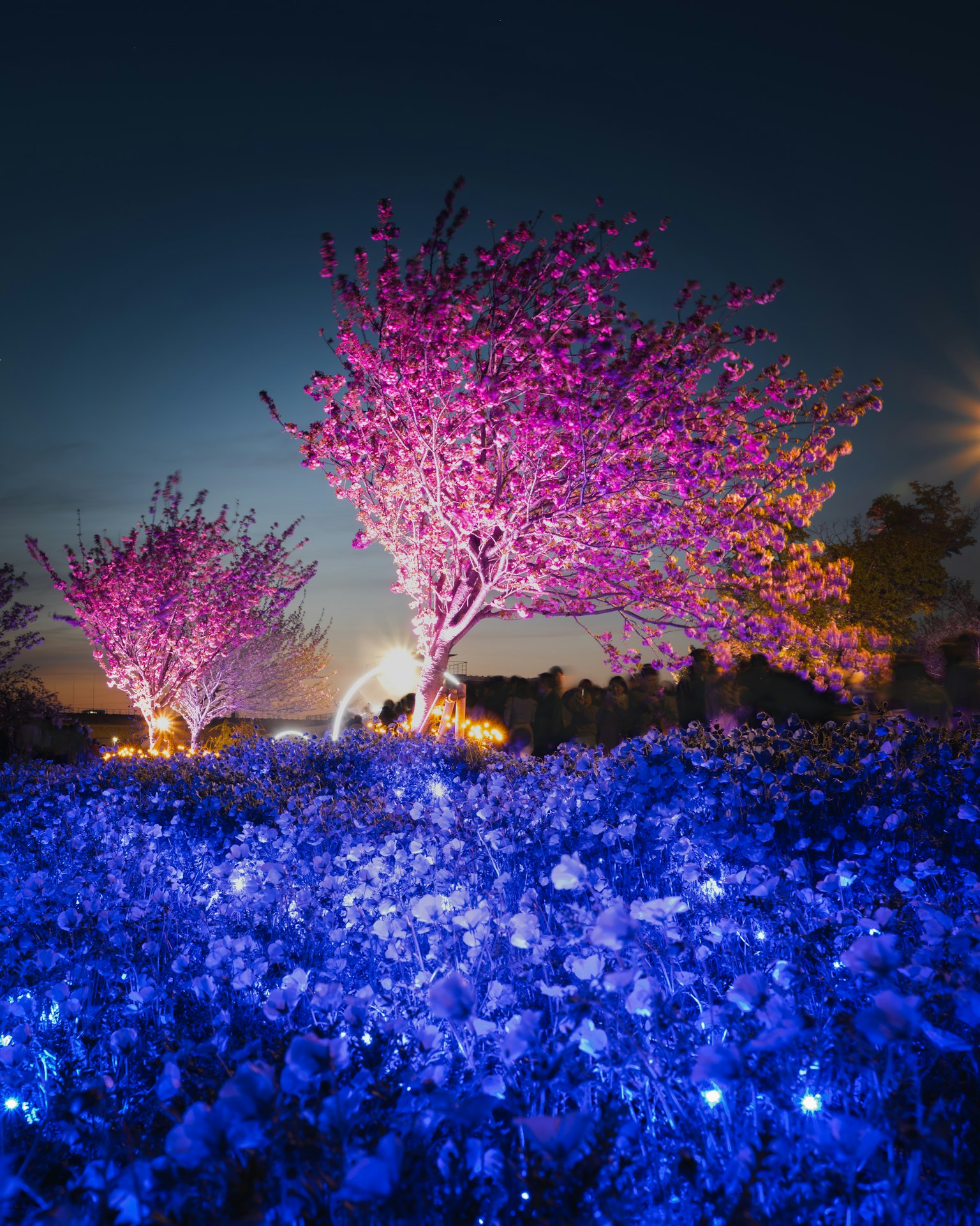 Alberi di ciliegio rosa illuminati di notte con un campo di fiori blu