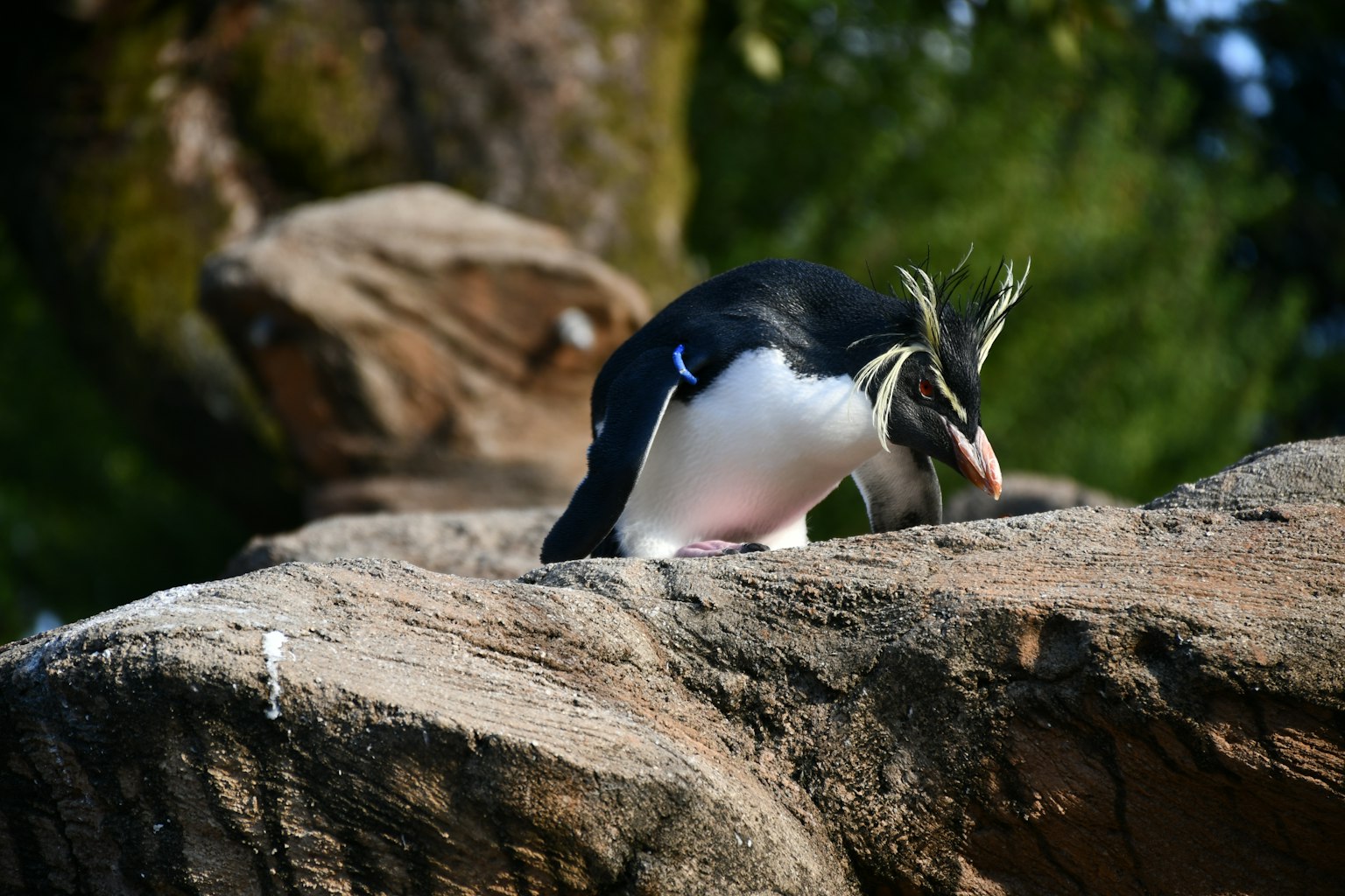 Pingüino sobre una roca con peinado distintivo y banda azul