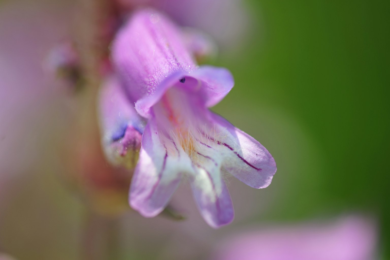 Primo piano di un fiore viola chiaro con petali allungati e sfondo verde