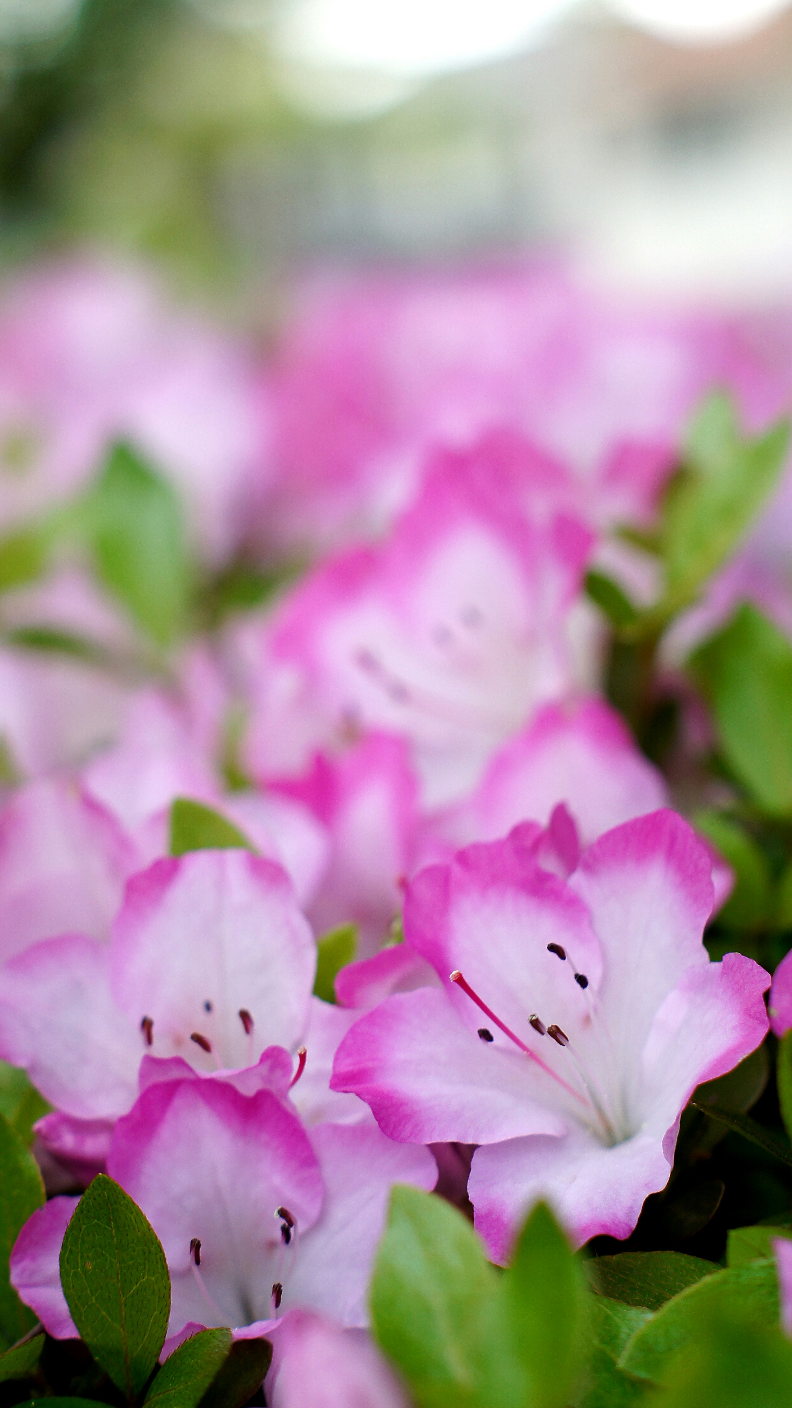 ピンクのツツジの花と花びらのアップ