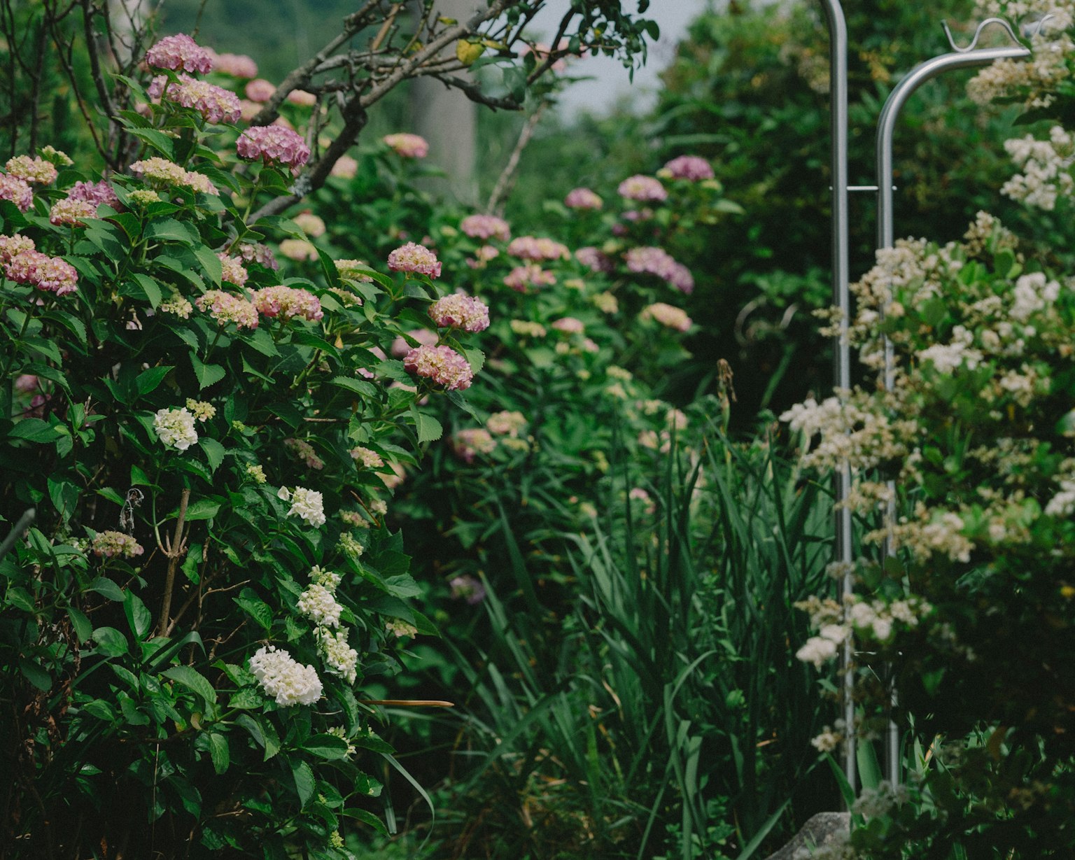 Escena de jardín exuberante con flores en flor y vegetación
