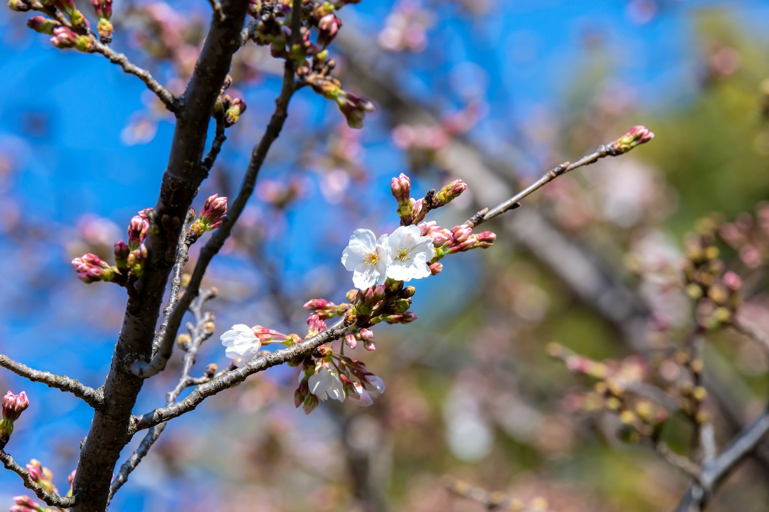 Close-up of cherry tree branch with blooming white flowers and buds