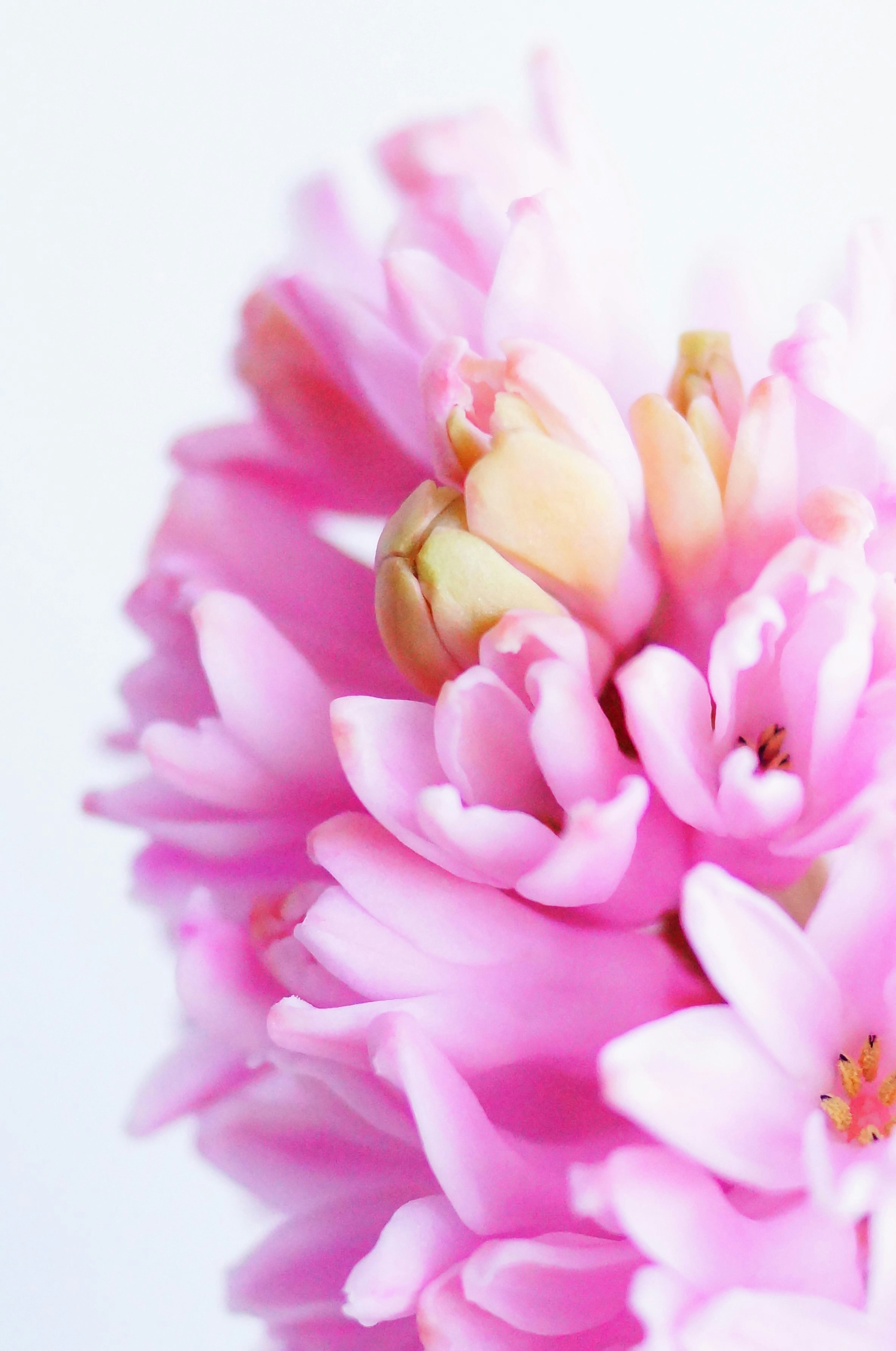 ピンクのヒヤシンスの花のクローズアップ
