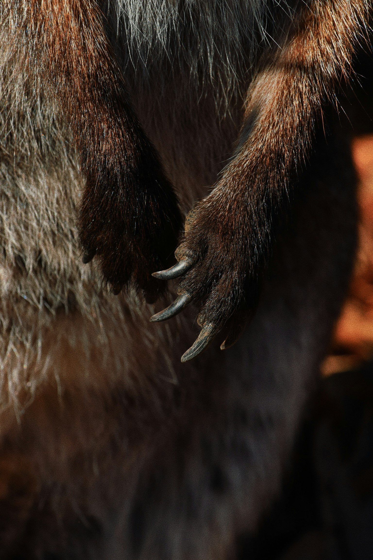 Esta imagen es un primer plano de la mano de un animal que muestra la textura del pelaje y garras afiladas