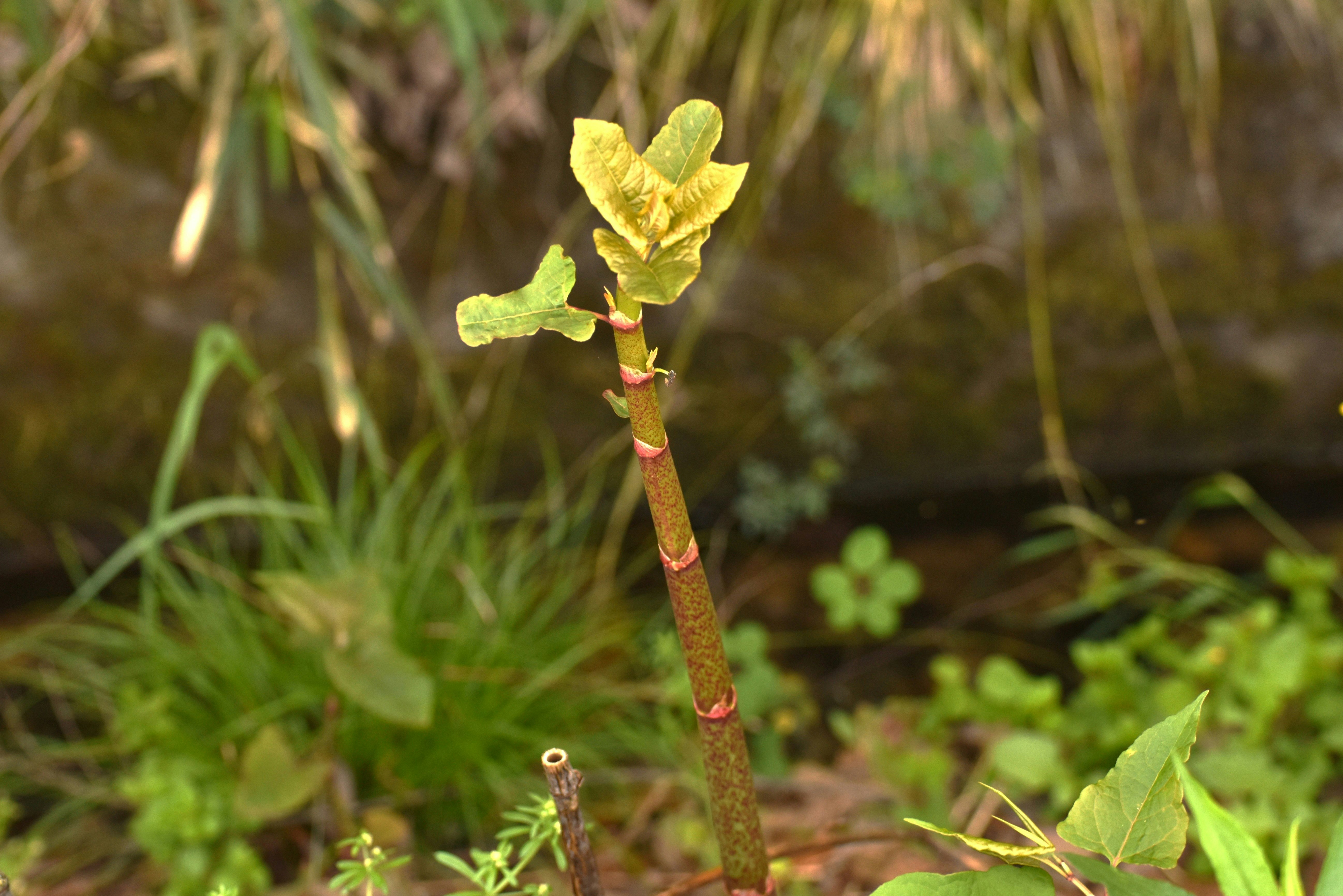 虎杖の若い茎と葉が草むらで揺れる自然の一瞬