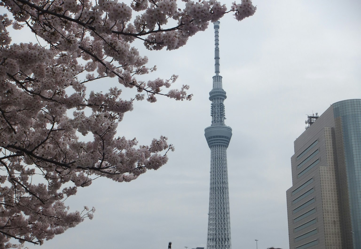 Beautiful view of cherry blossoms and Tokyo Skytree