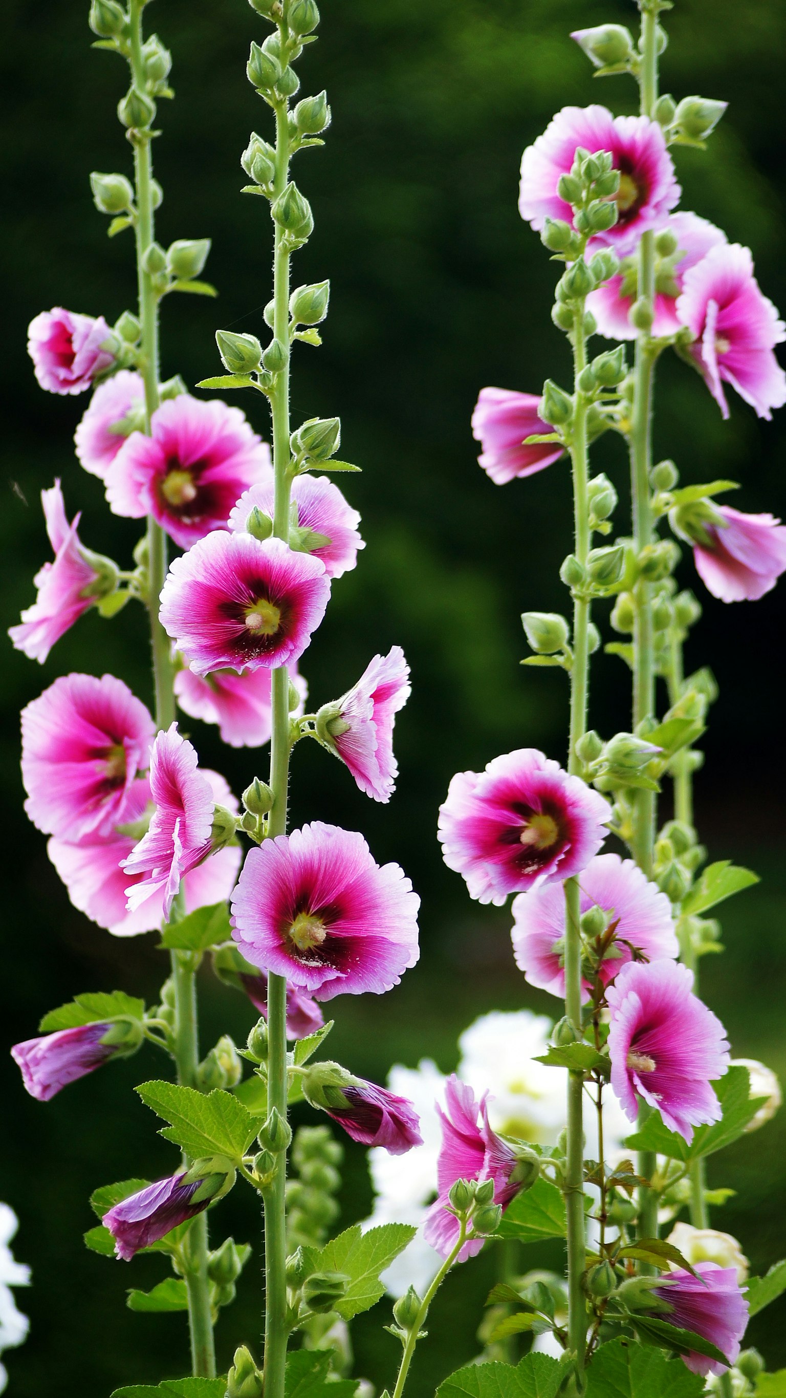 Tallos altos de malva con flores rosas en flor
