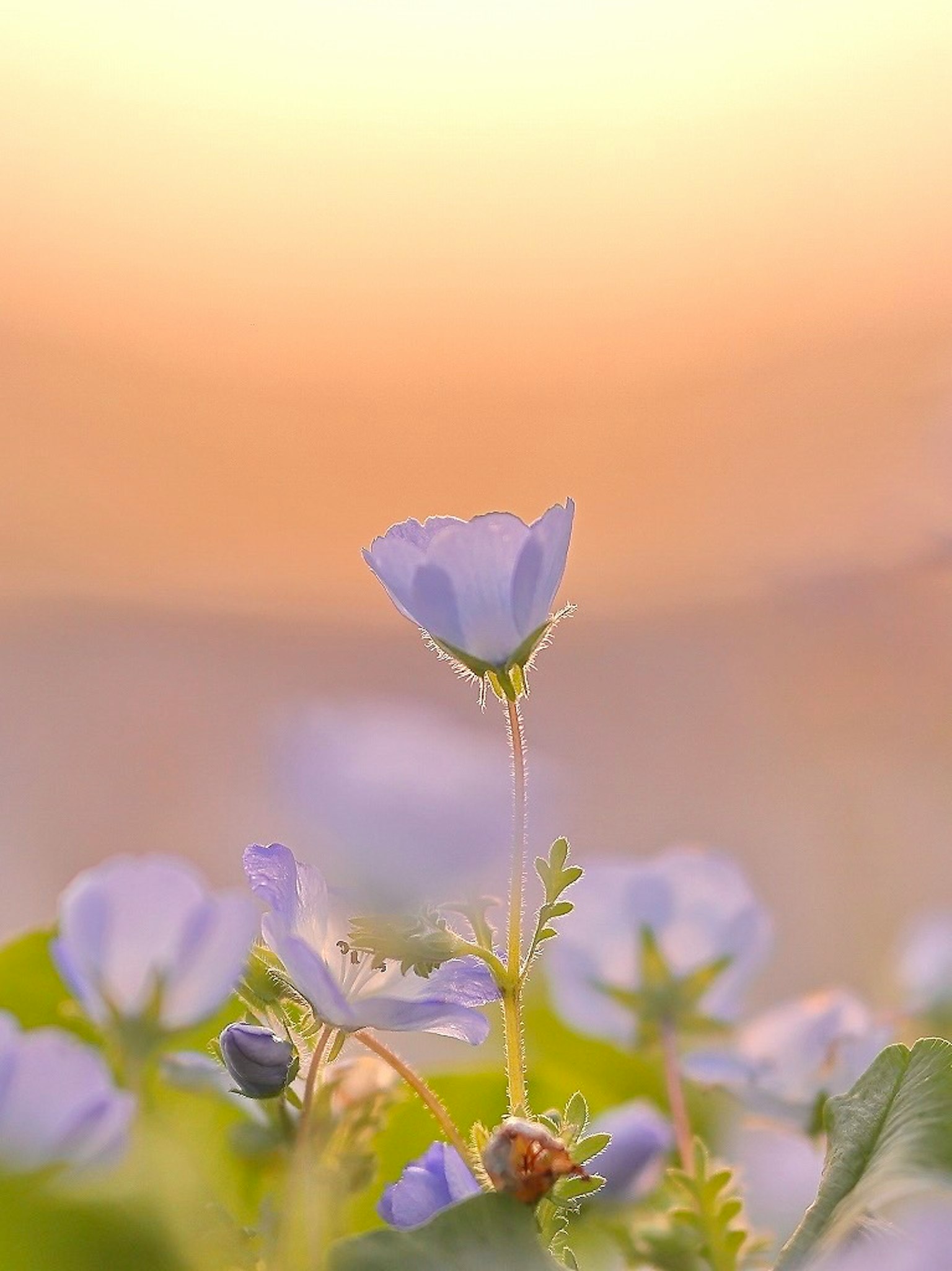 柔和的淡紫色花朵映衬在夕阳的背景下