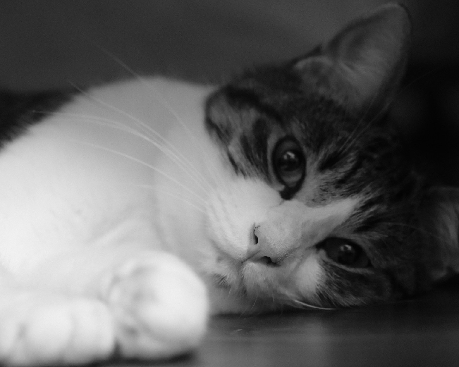 Gros plan d'un chat couché en noir et blanc