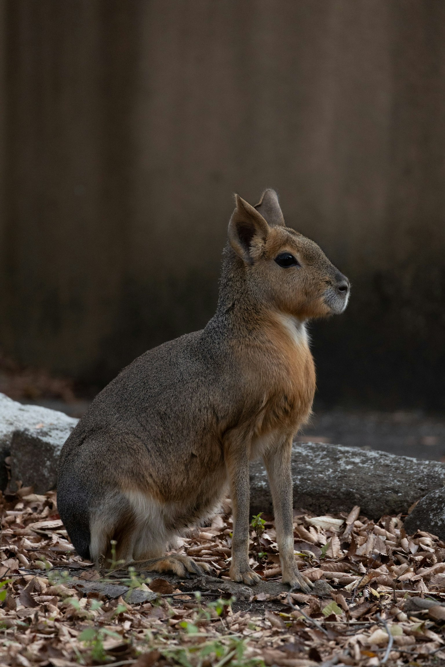 Un piccolo animale seduto a terra circondato da foglie sparse