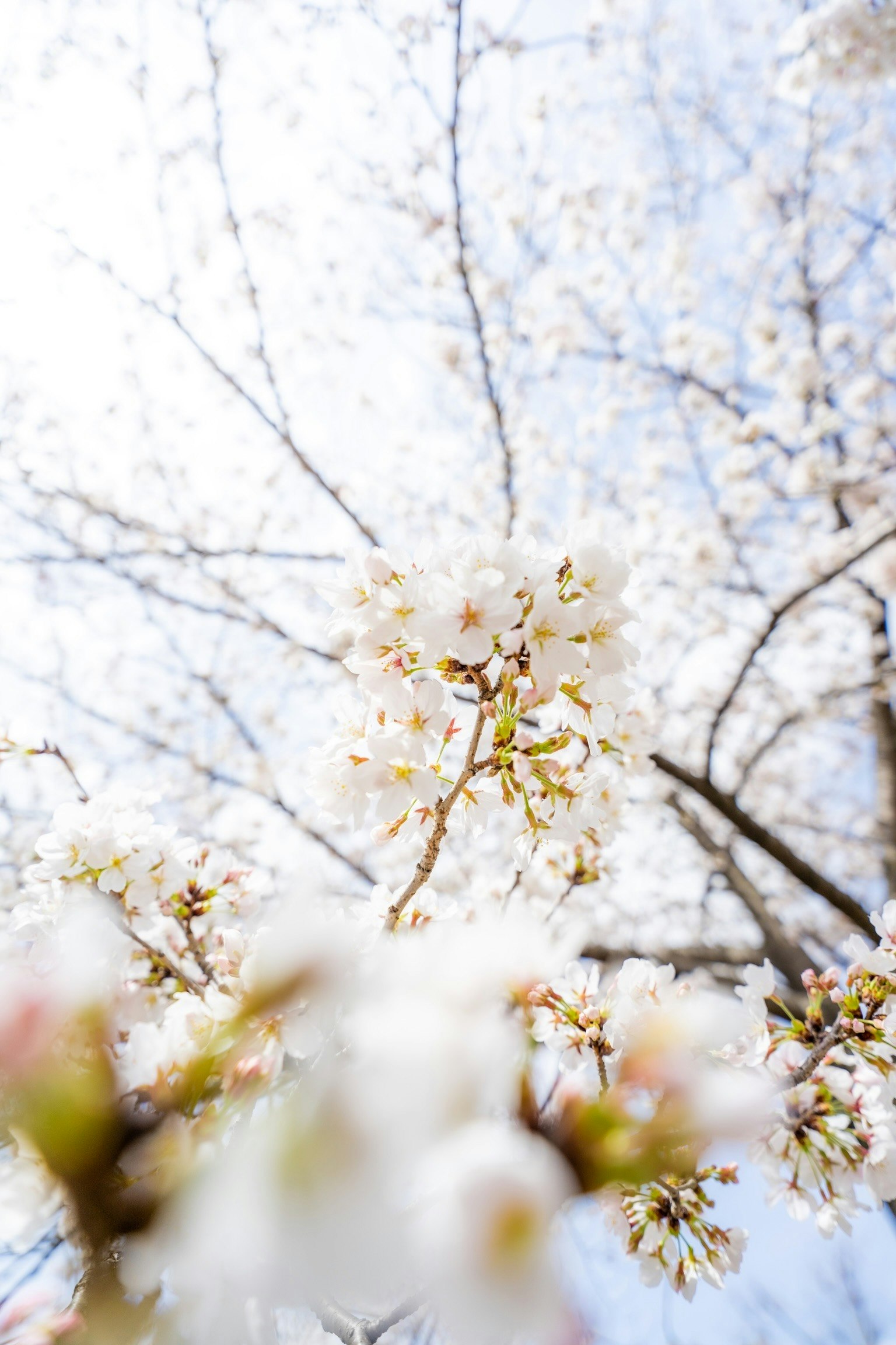 Kedekatan bunga sakura di pohon di bawah langit cerah