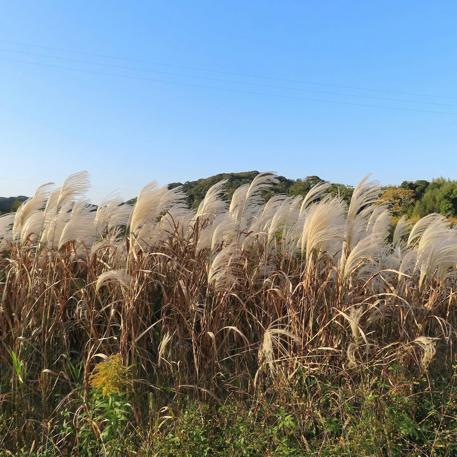 Un grupo de pasto de la pampas meciéndose bajo un cielo azul