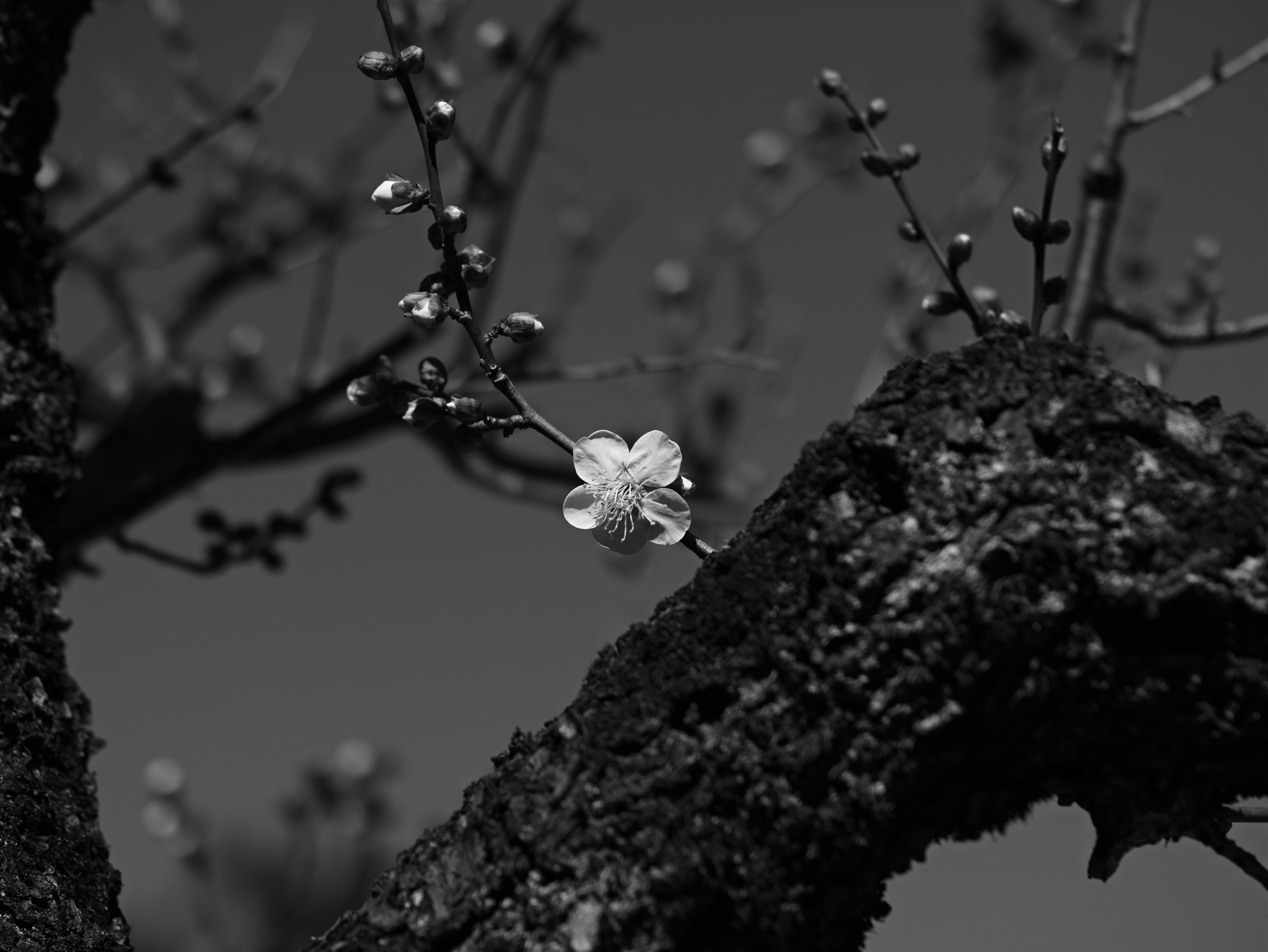 深色樹枝上的白色花朵與花蕾