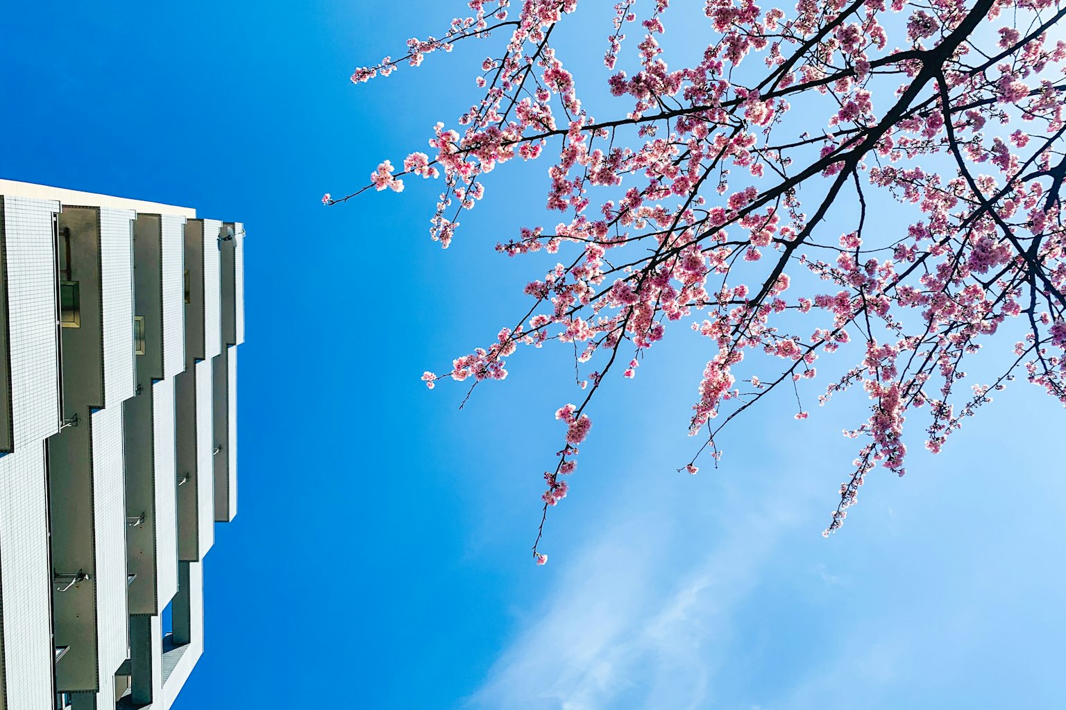 Photo d'un bâtiment avec des fleurs de cerisier sous un ciel bleu