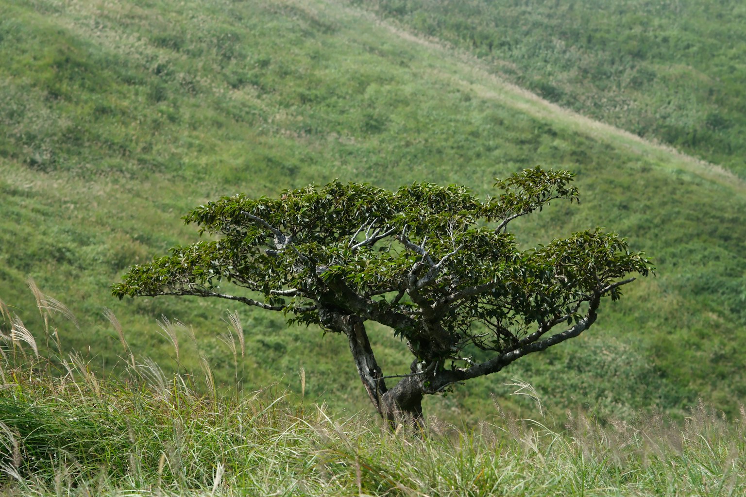 Pohon berbentuk unik berdiri di atas bukit hijau