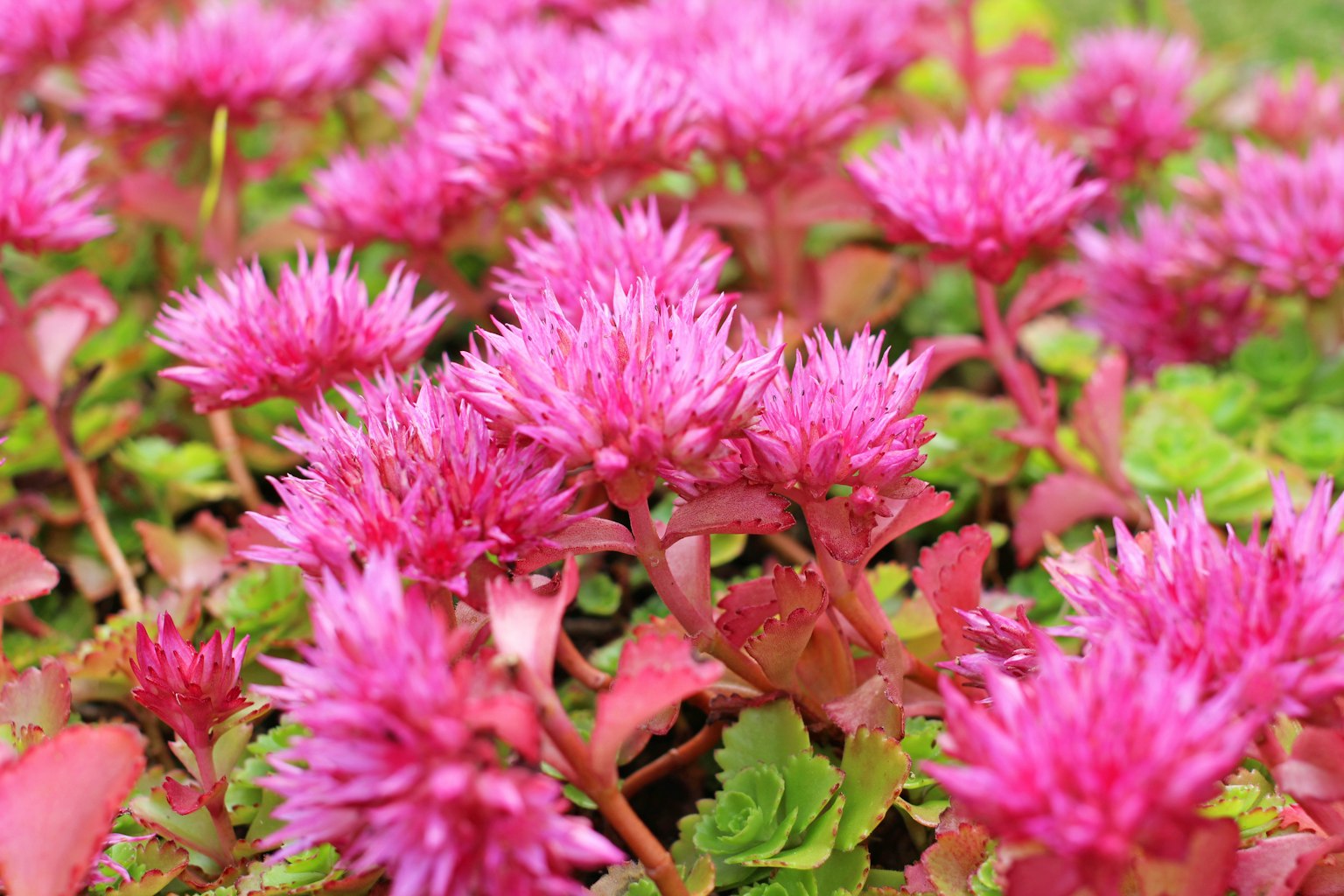 Vibrant pink flowers blooming in a cluster of succulent plants