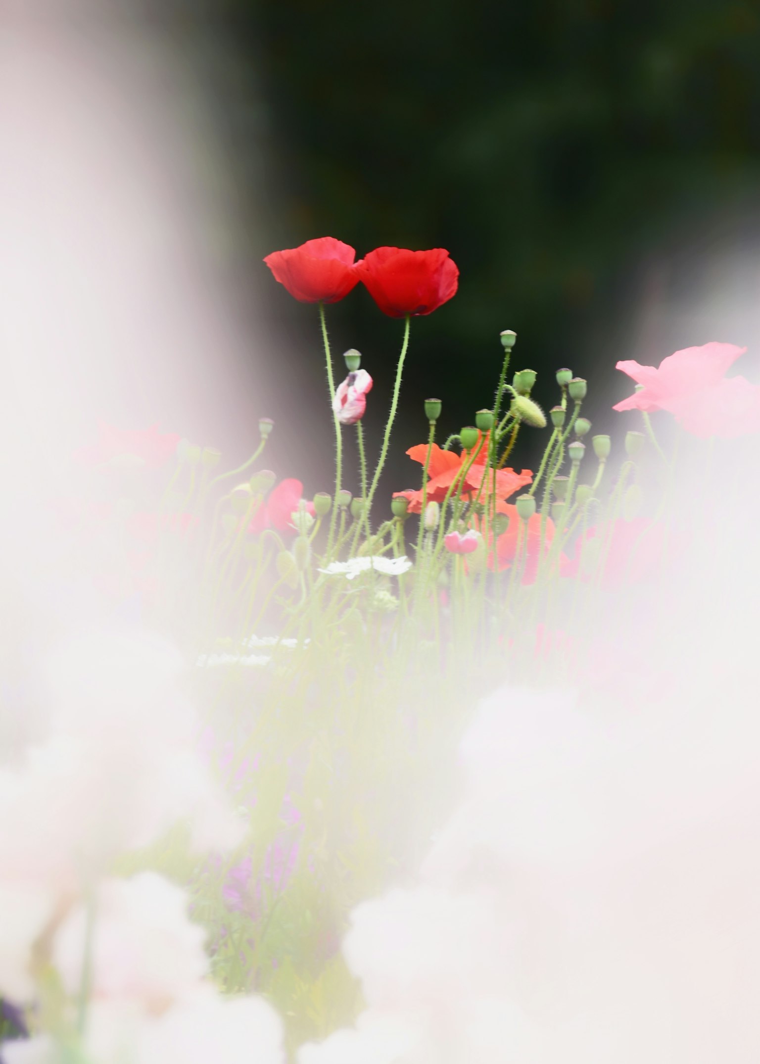 Un jardín de flores desenfocado con flores rojas y rosas vibrantes